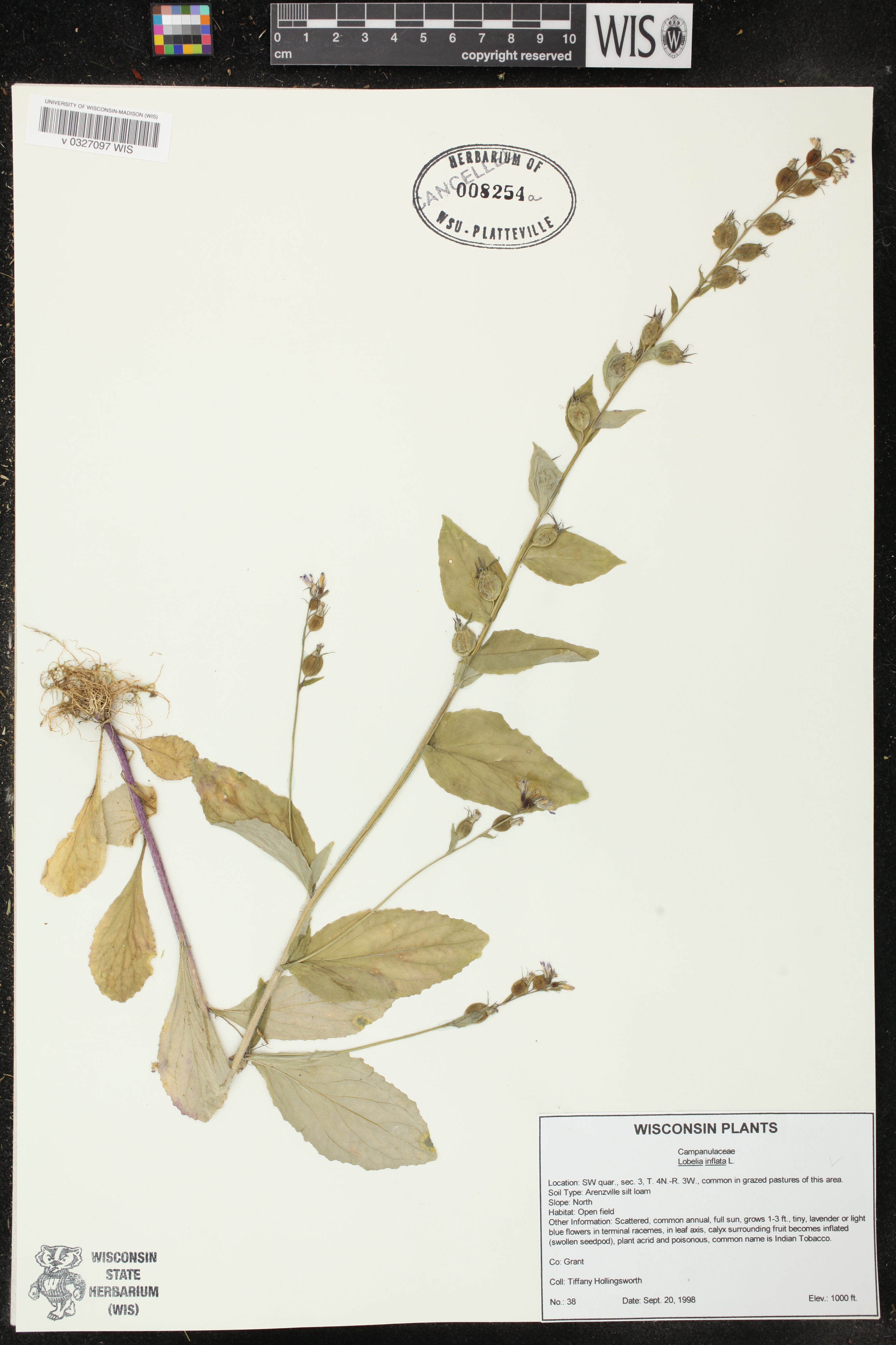Lobelia inflata image