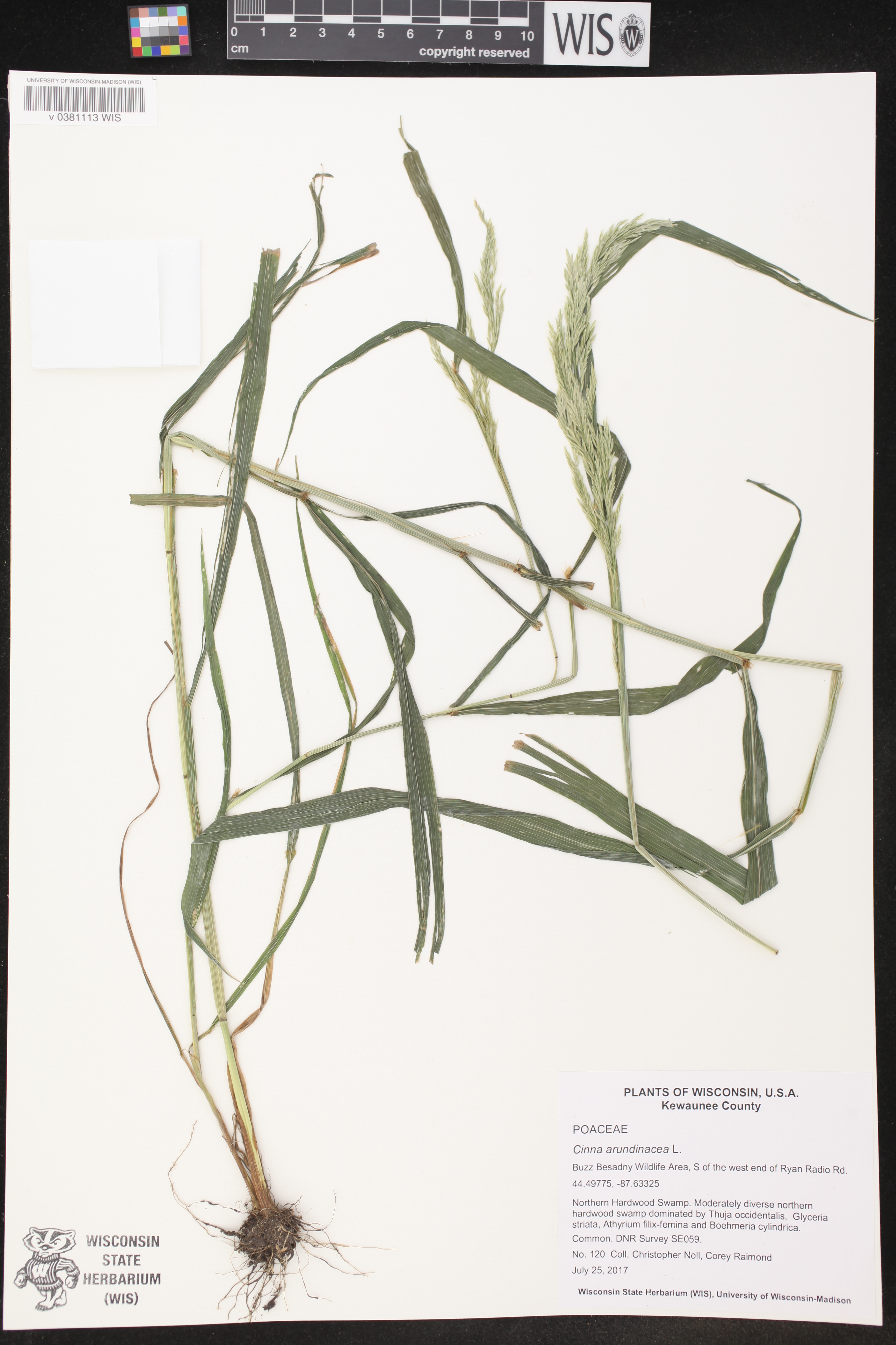 Cinna arundinacea image
