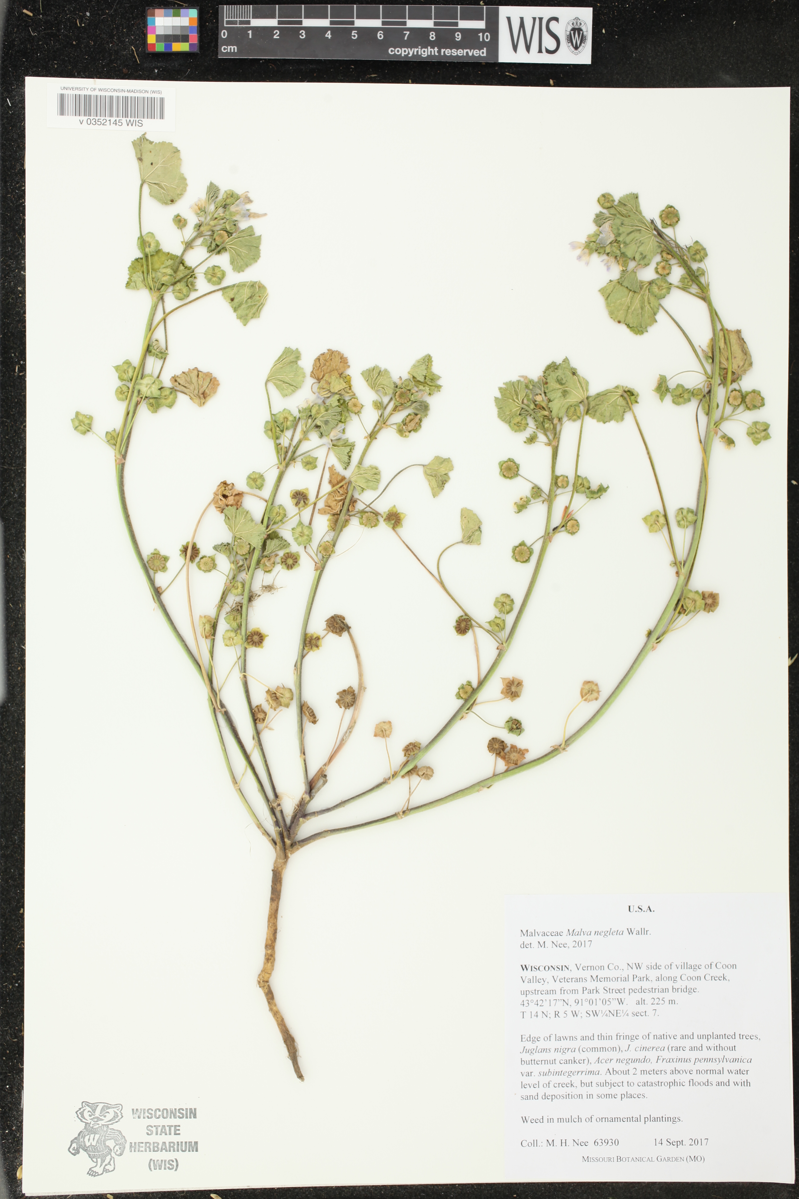 Malva neglecta image