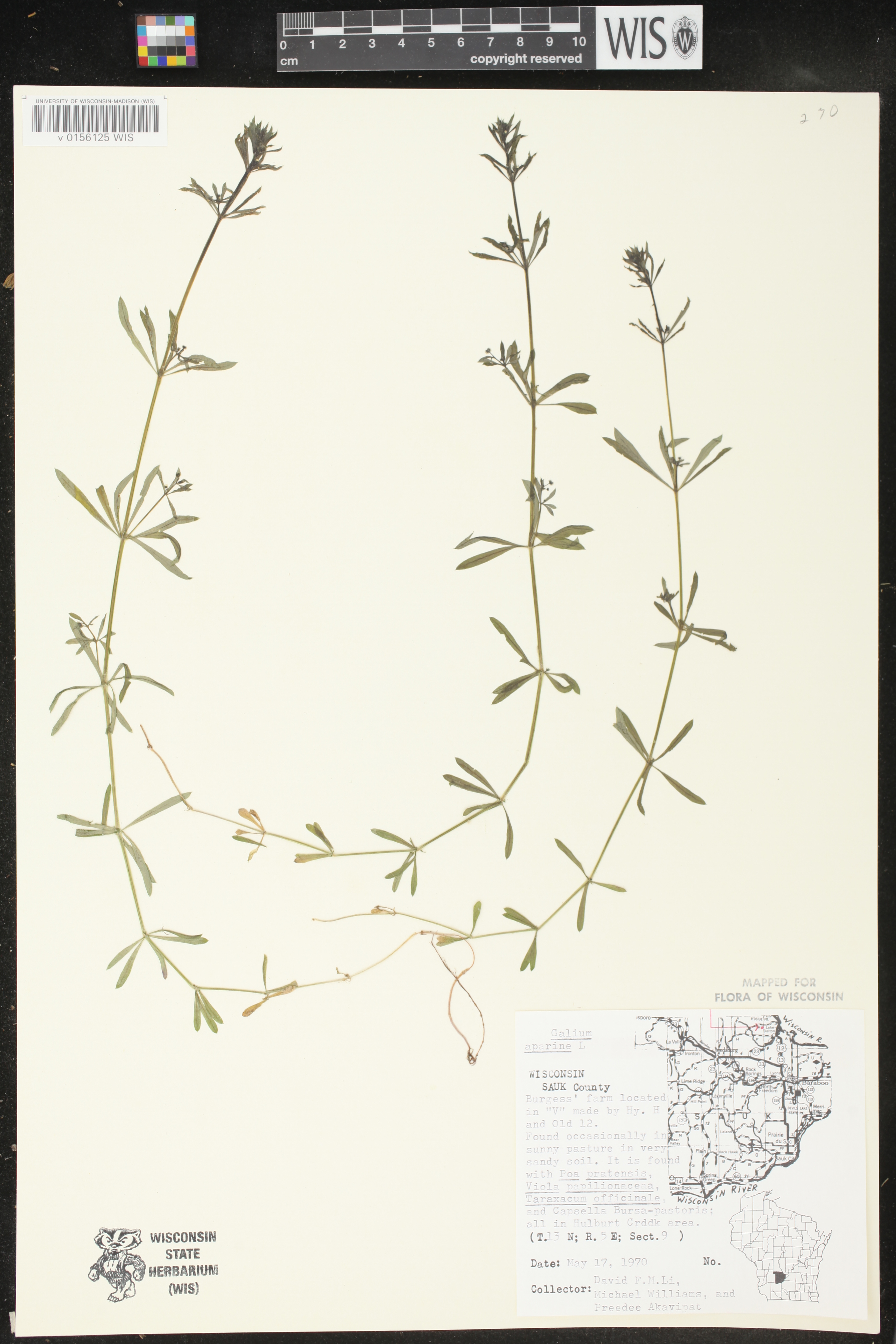 Galium aparine image