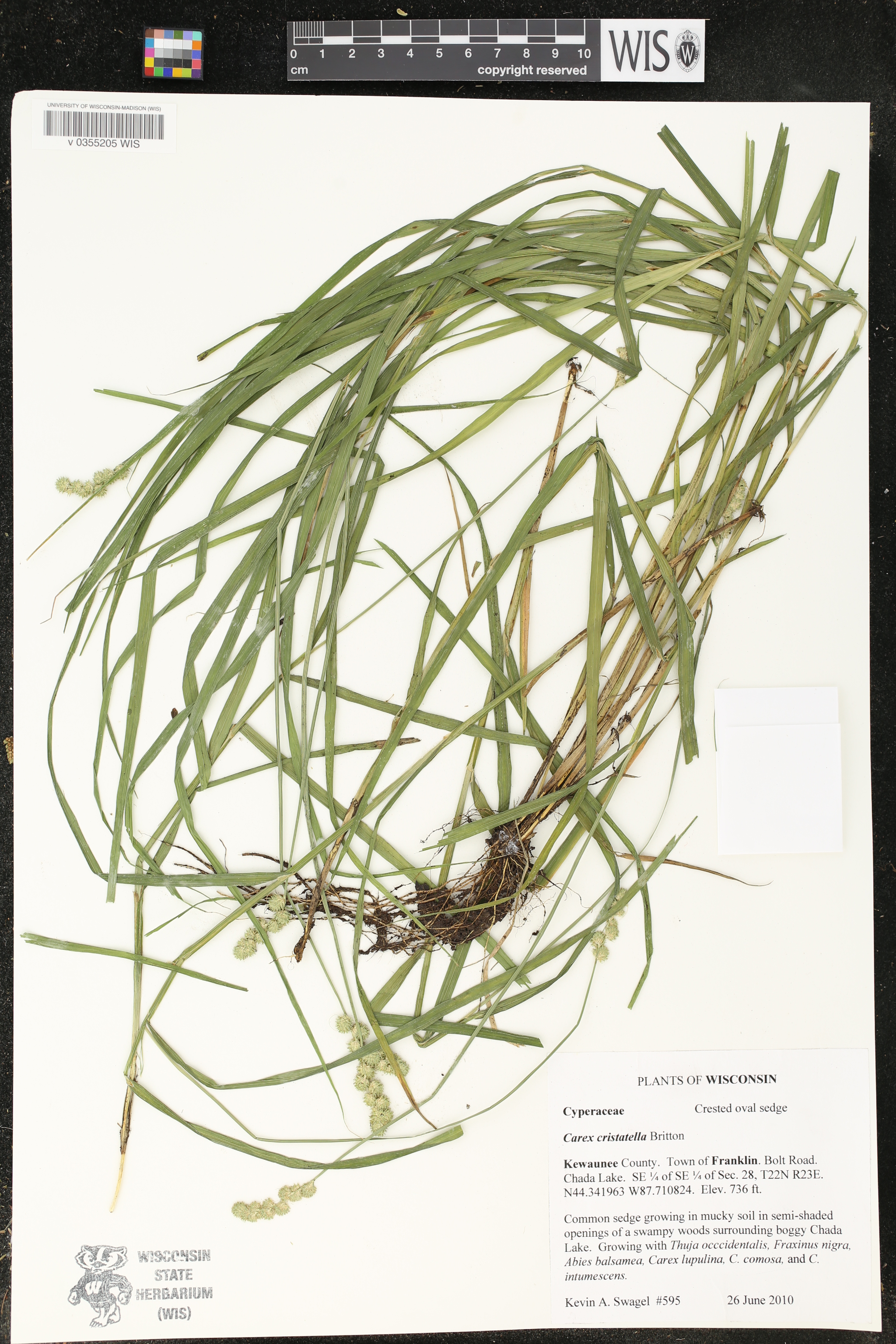 Carex cristatella image