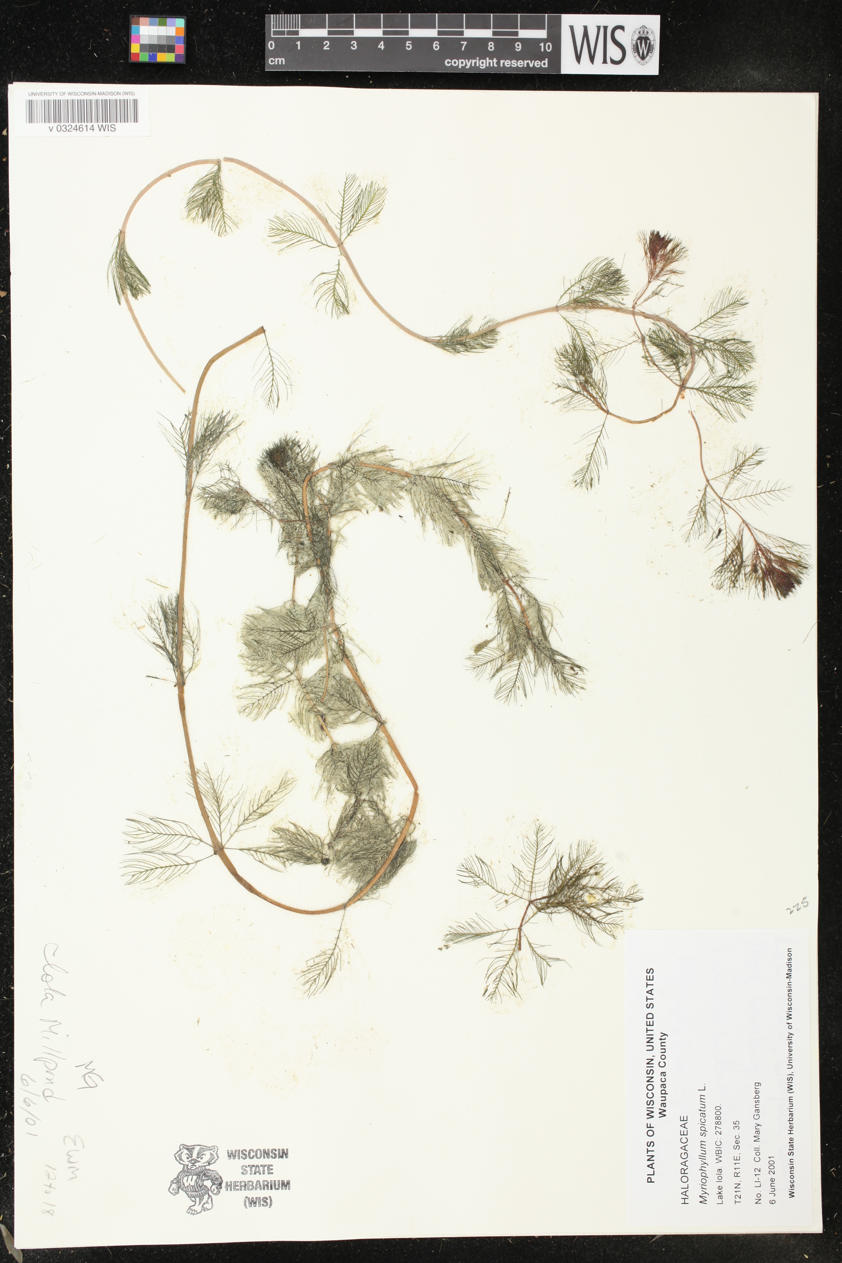 Myriophyllum spicatum image