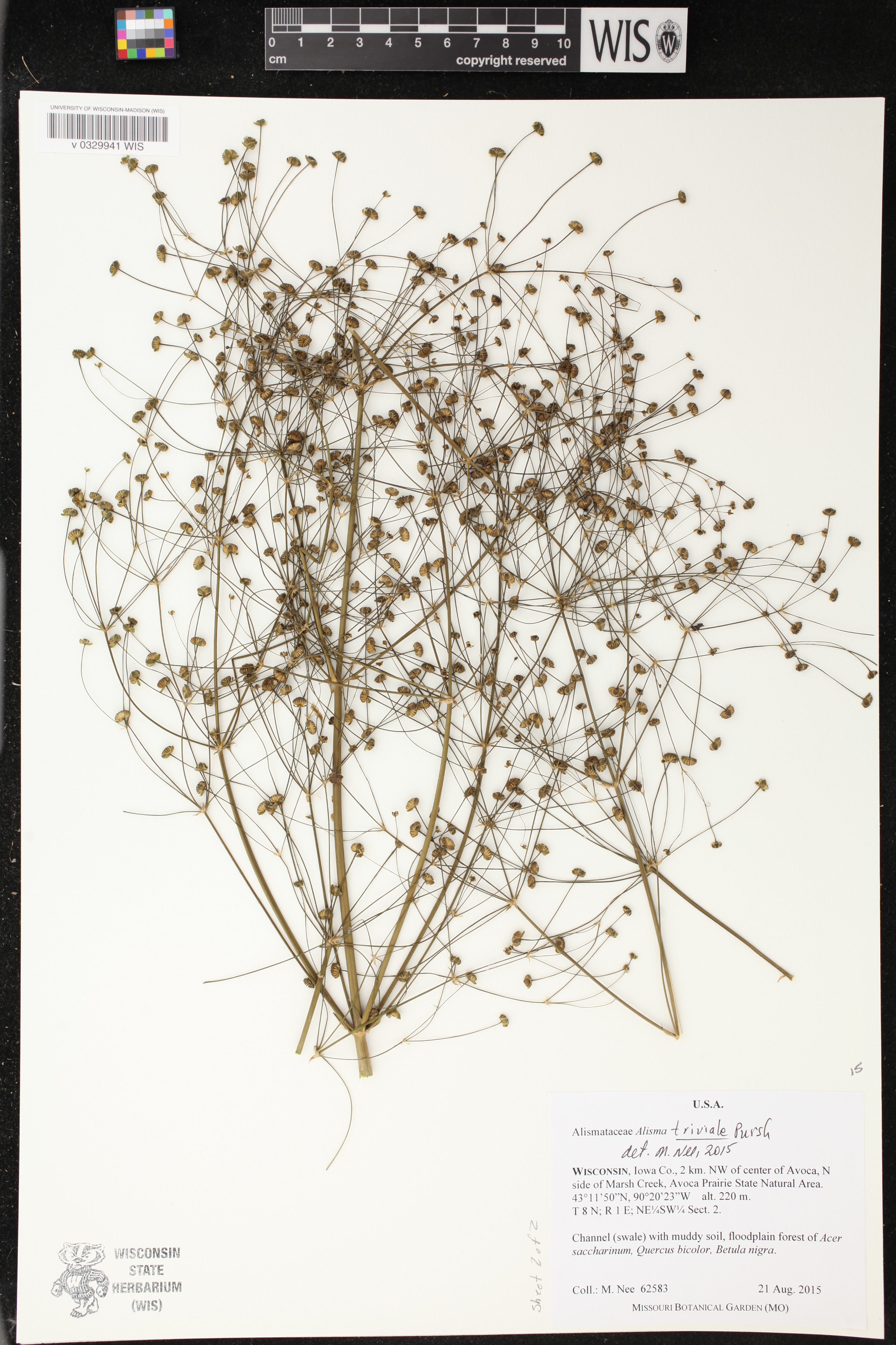 Alisma triviale image