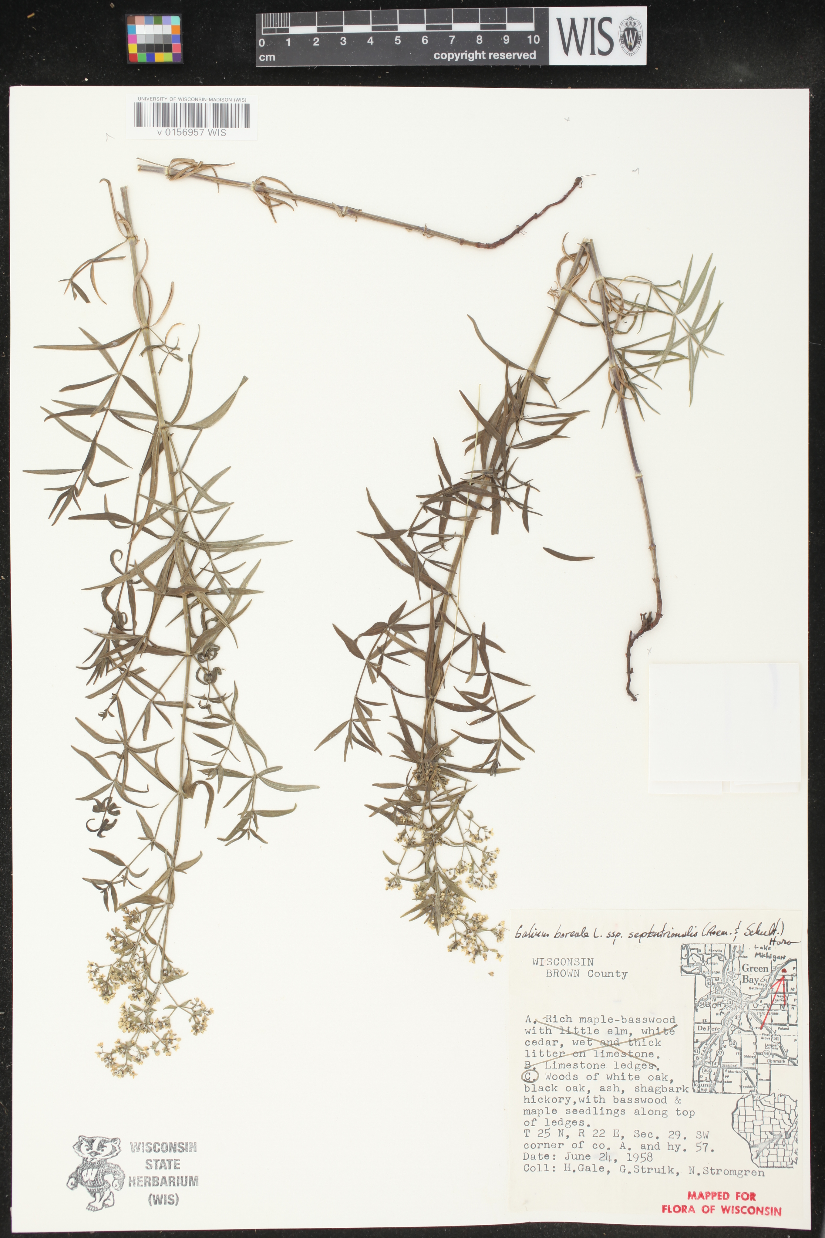 Galium boreale image