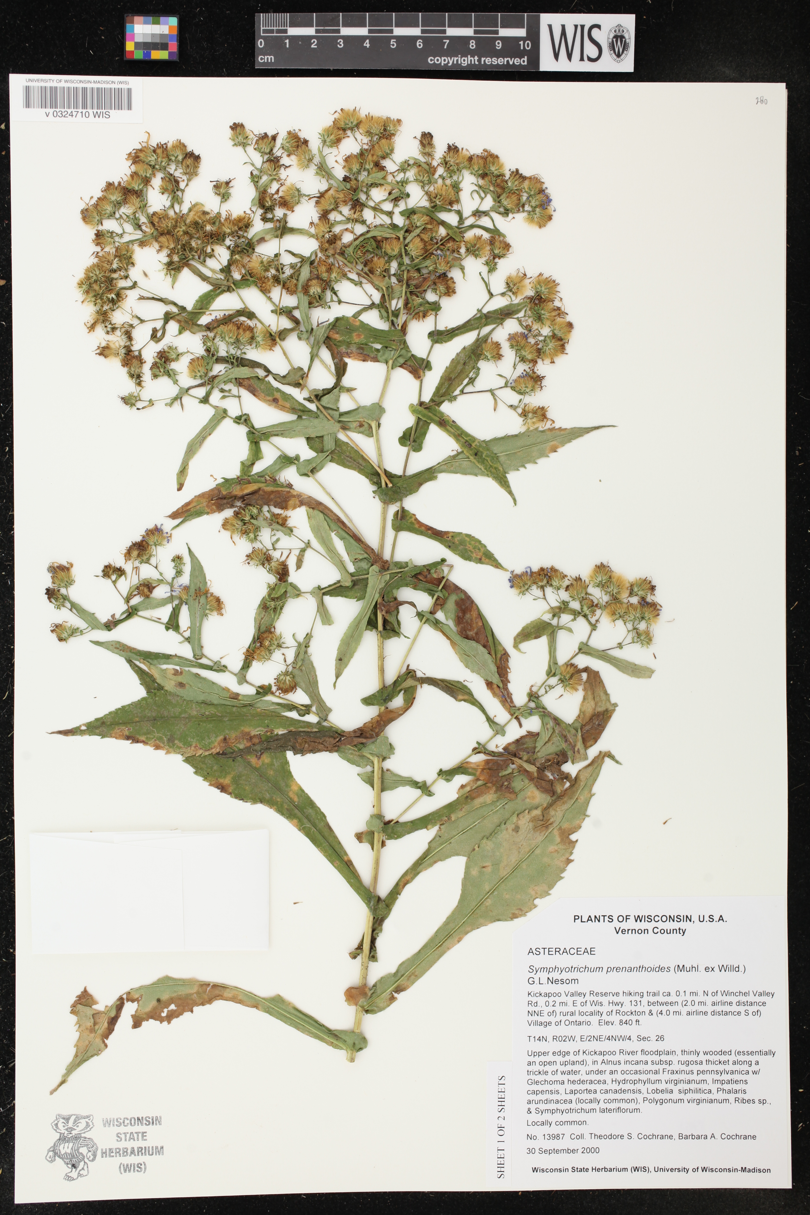 Symphyotrichum prenanthoides image