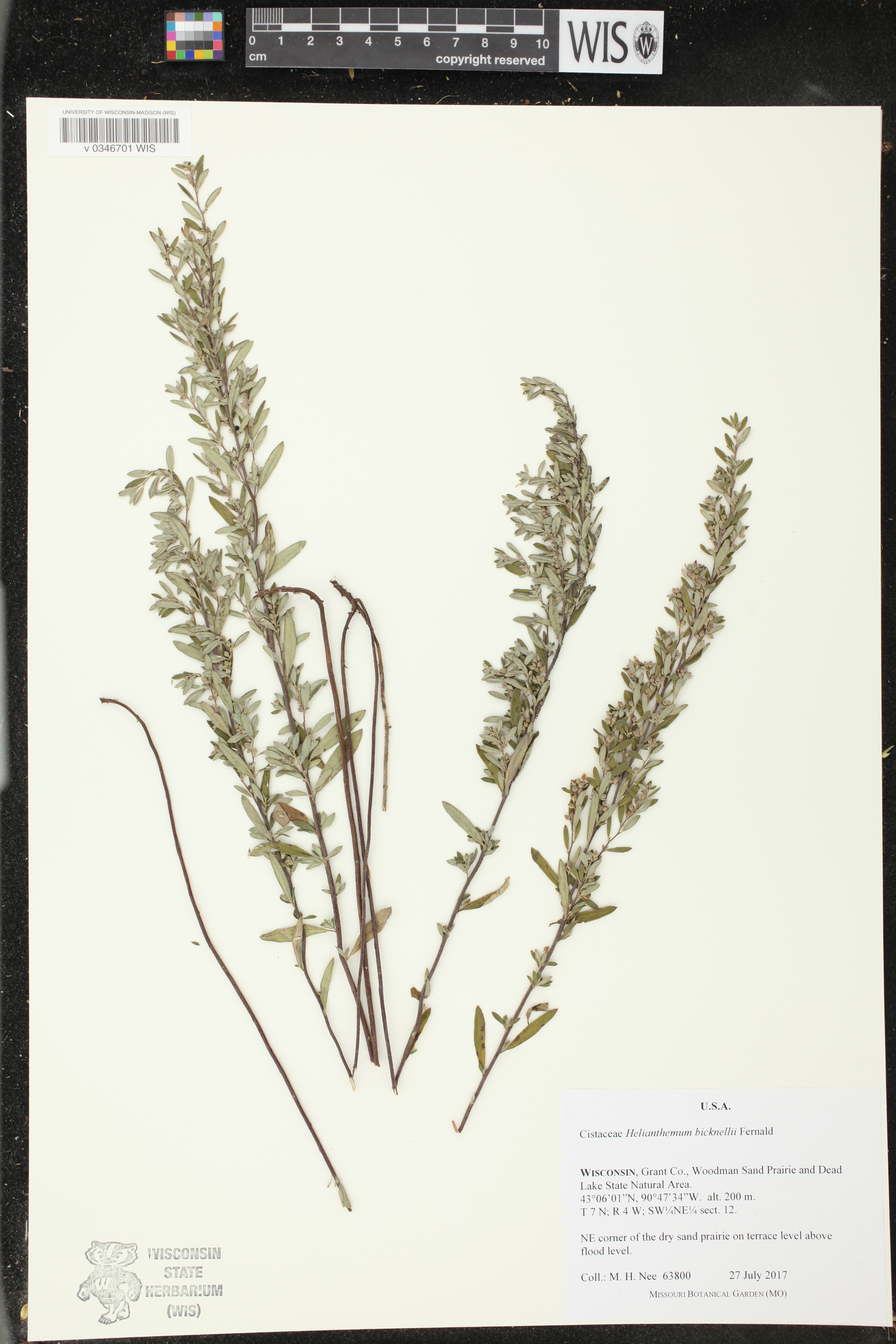 Crocanthemum bicknellii image