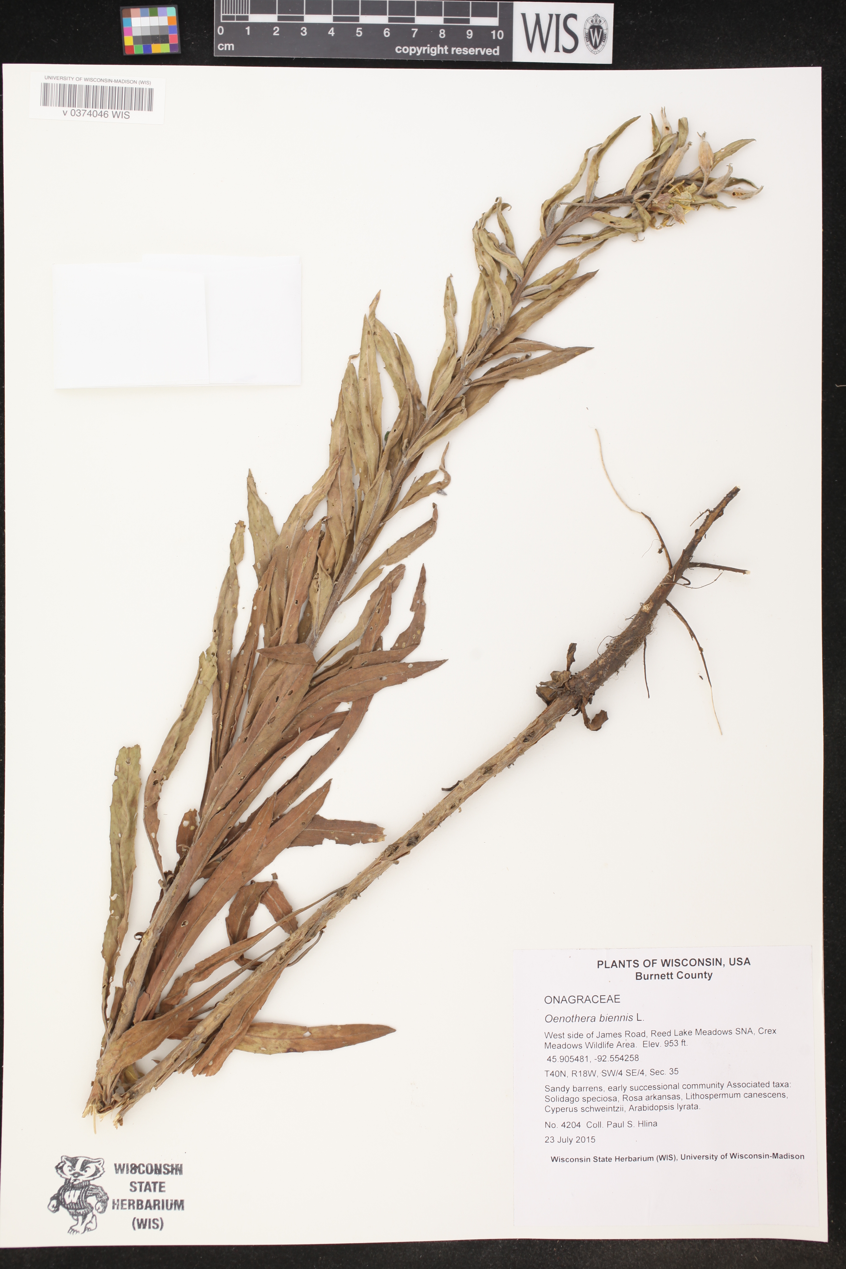 Oenothera biennis image