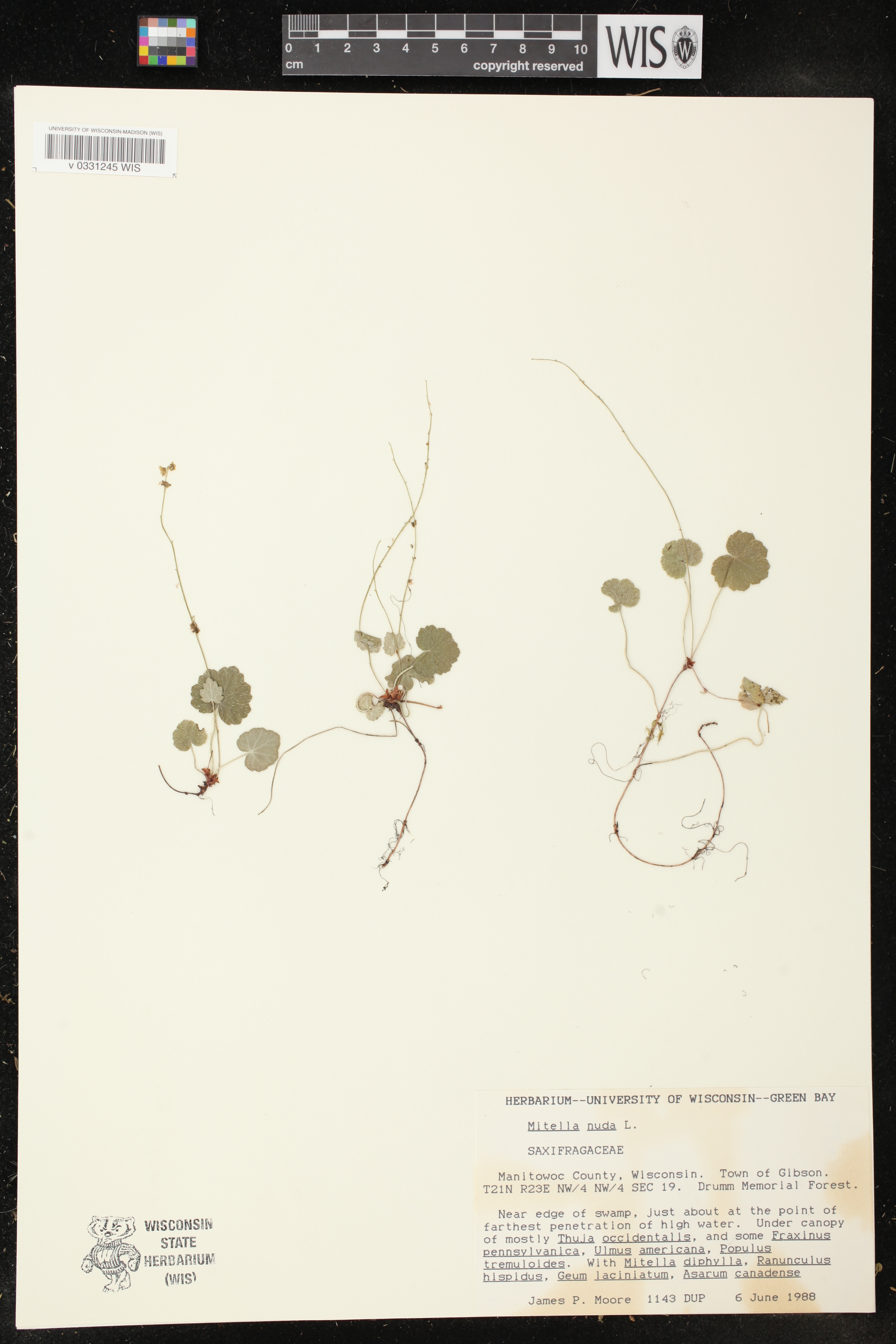 Mitella nuda image