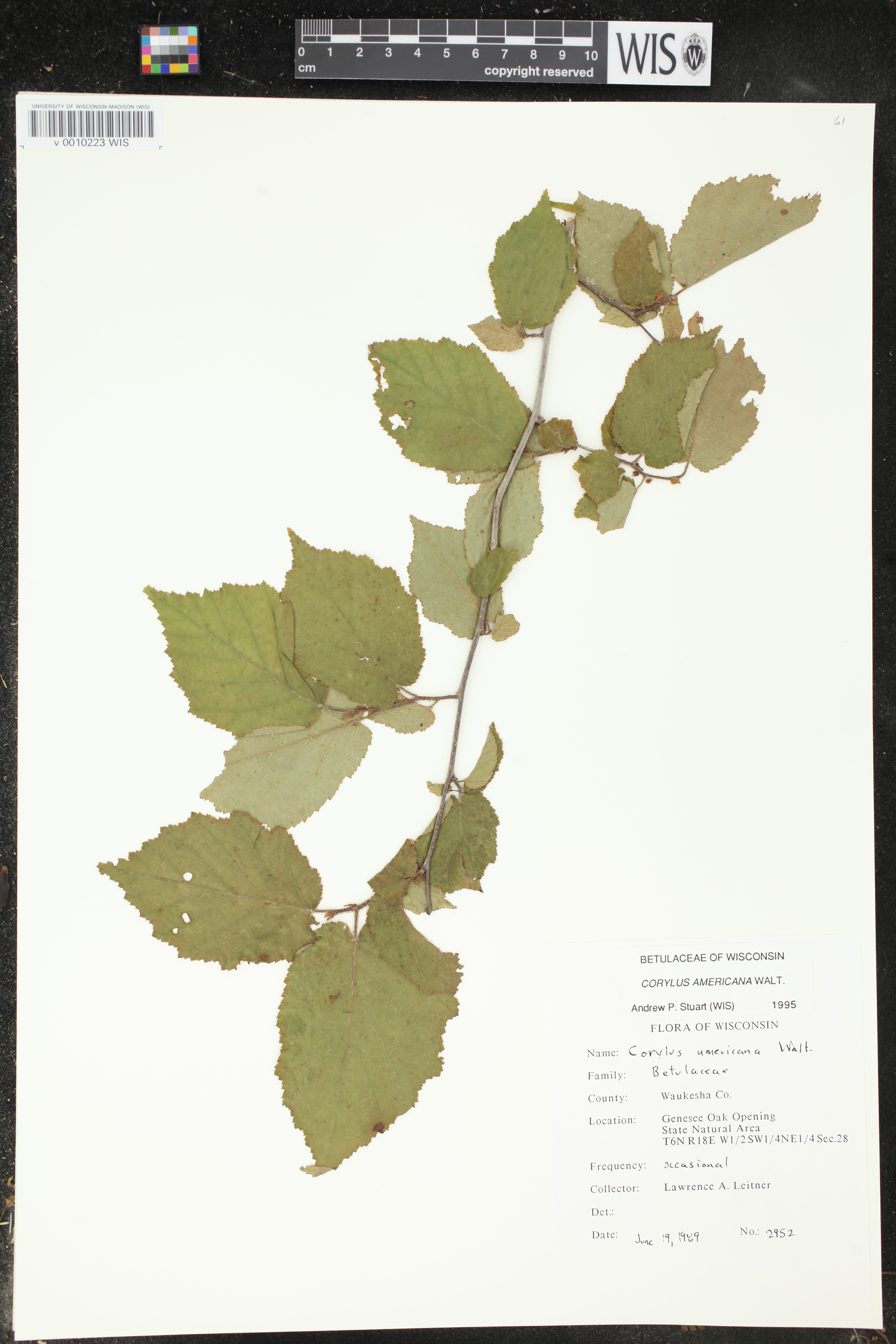 Corylus americana image
