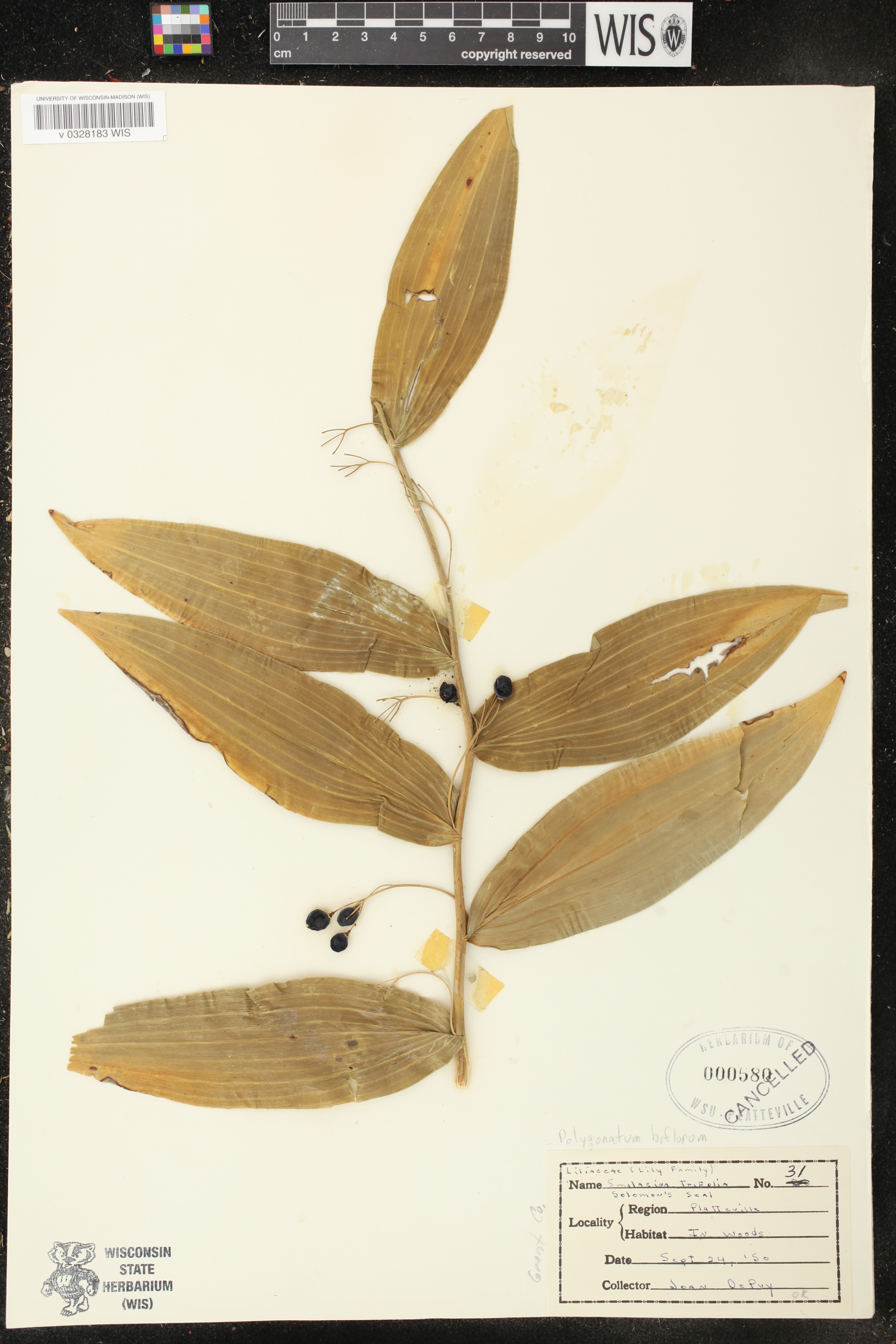 Polygonatum biflorum image