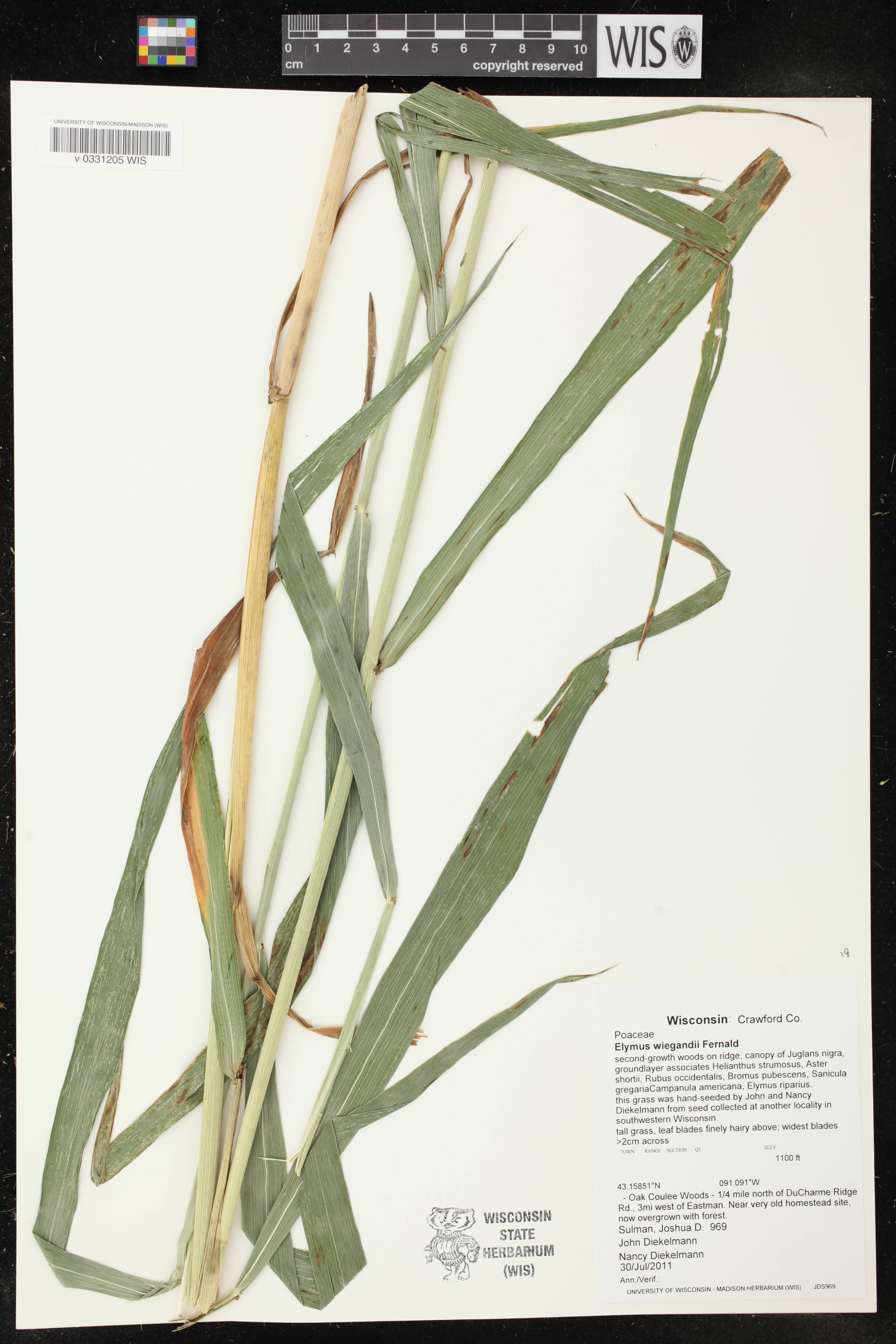 Elymus wiegandii image