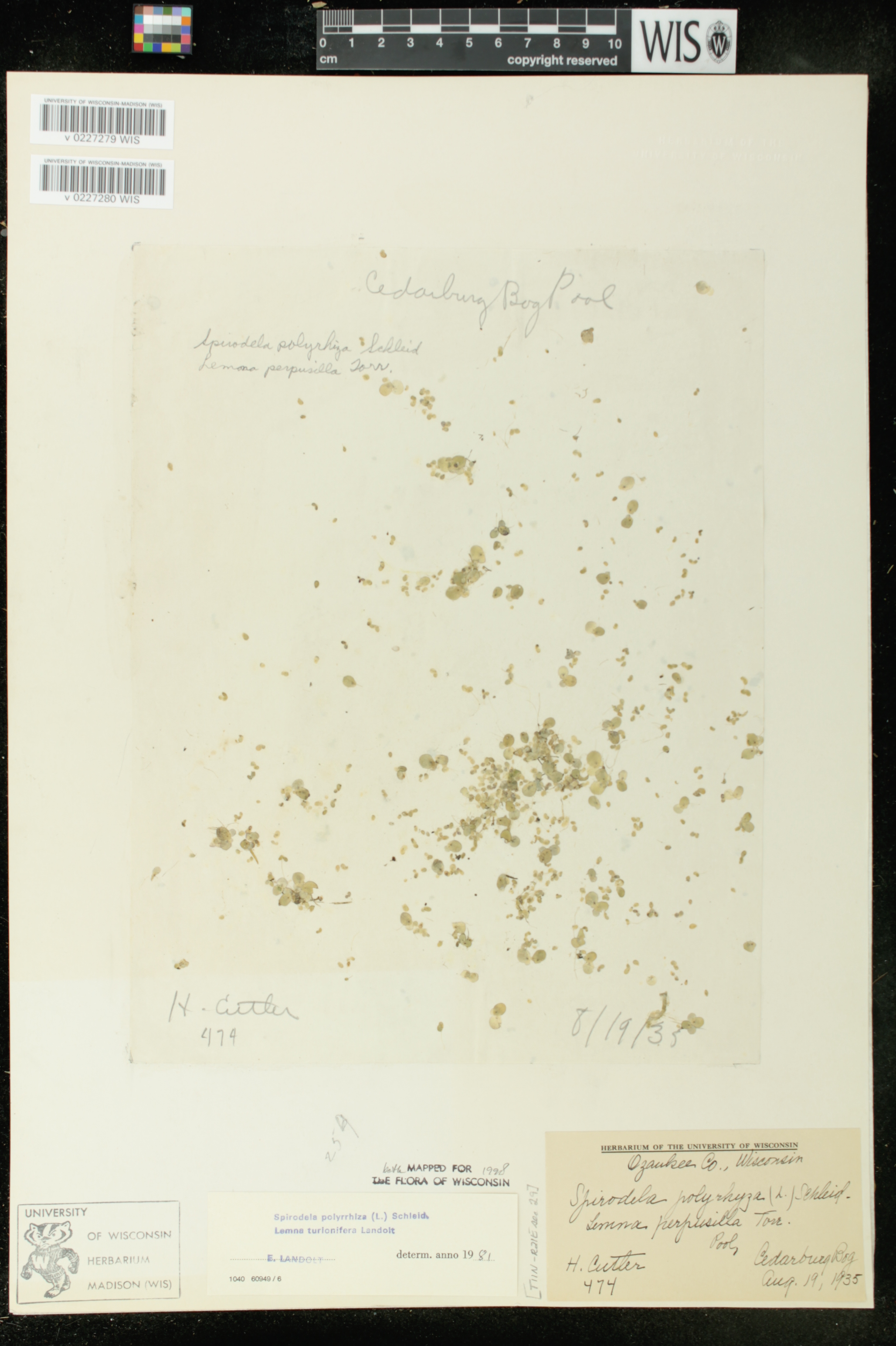 Spirodela polyrrhiza image