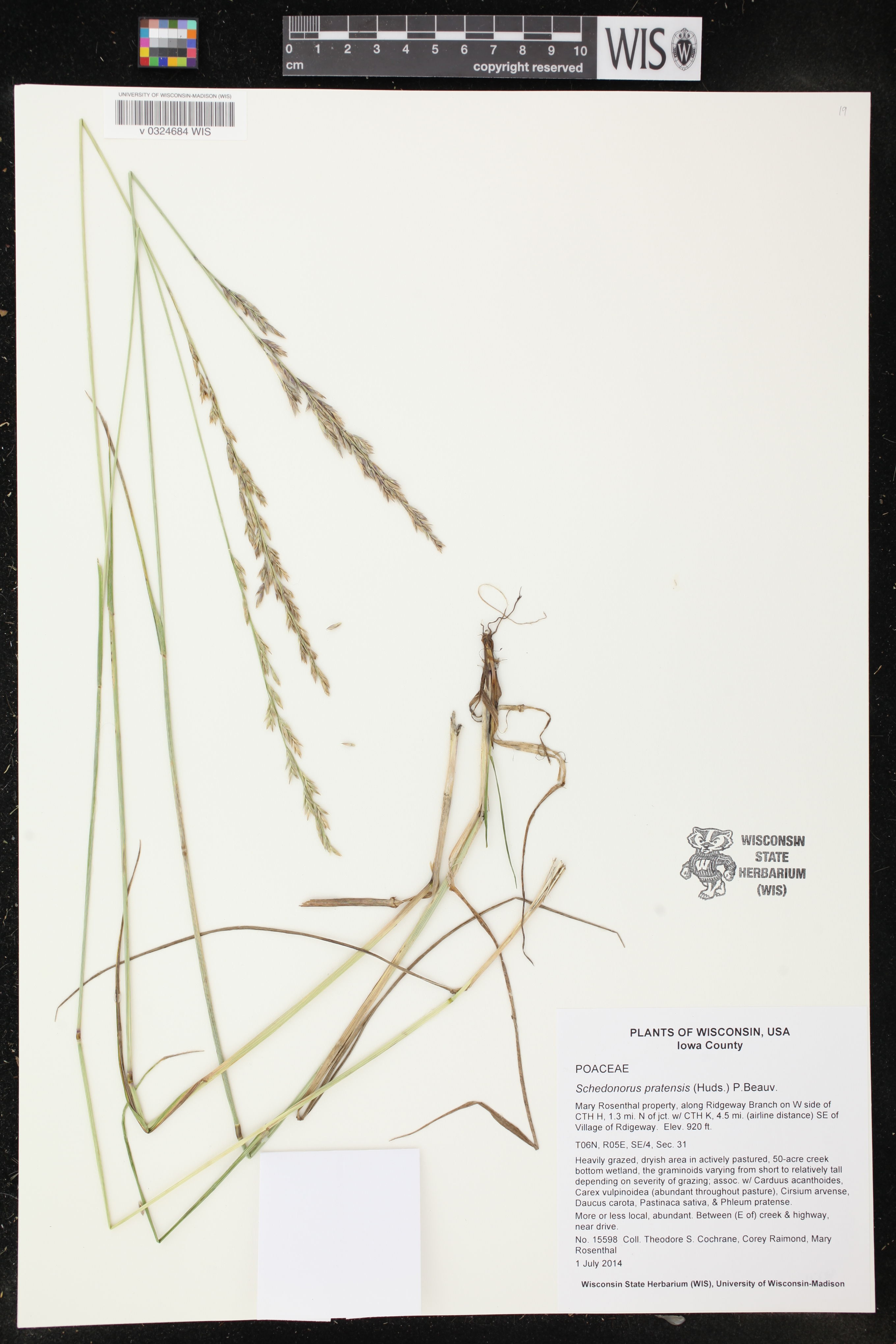 Lolium pratense image