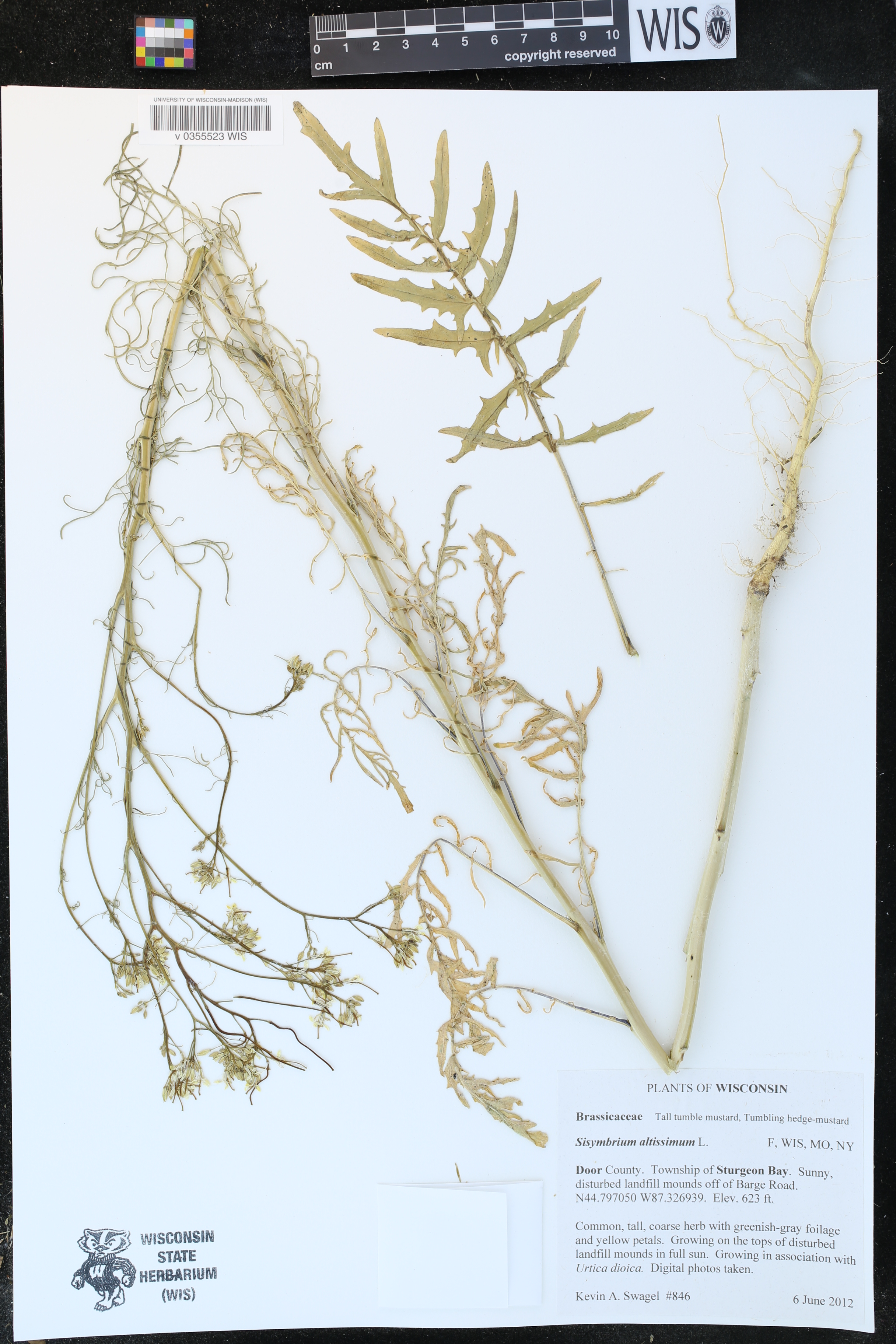 Sisymbrium altissimum image