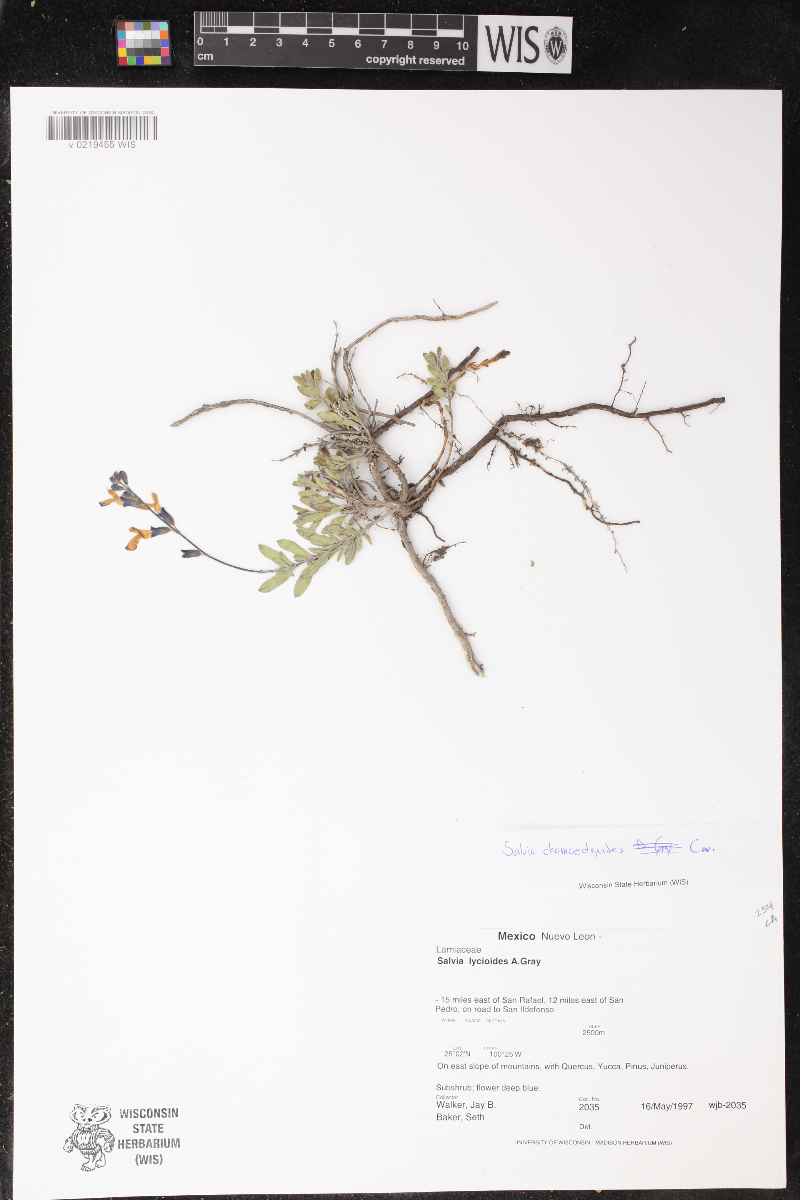 Salvia chamaedryoides image
