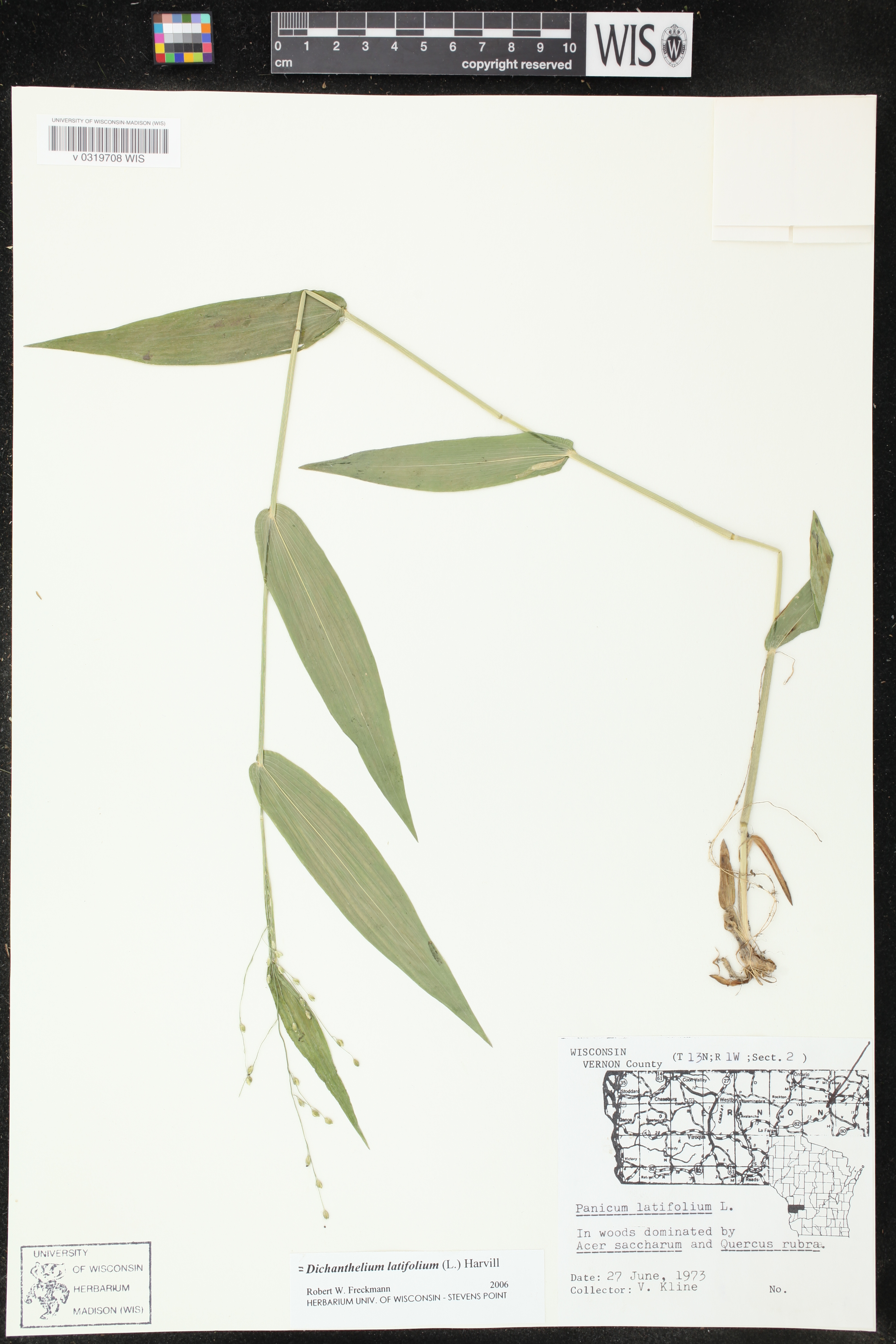 Dichanthelium latifolium image