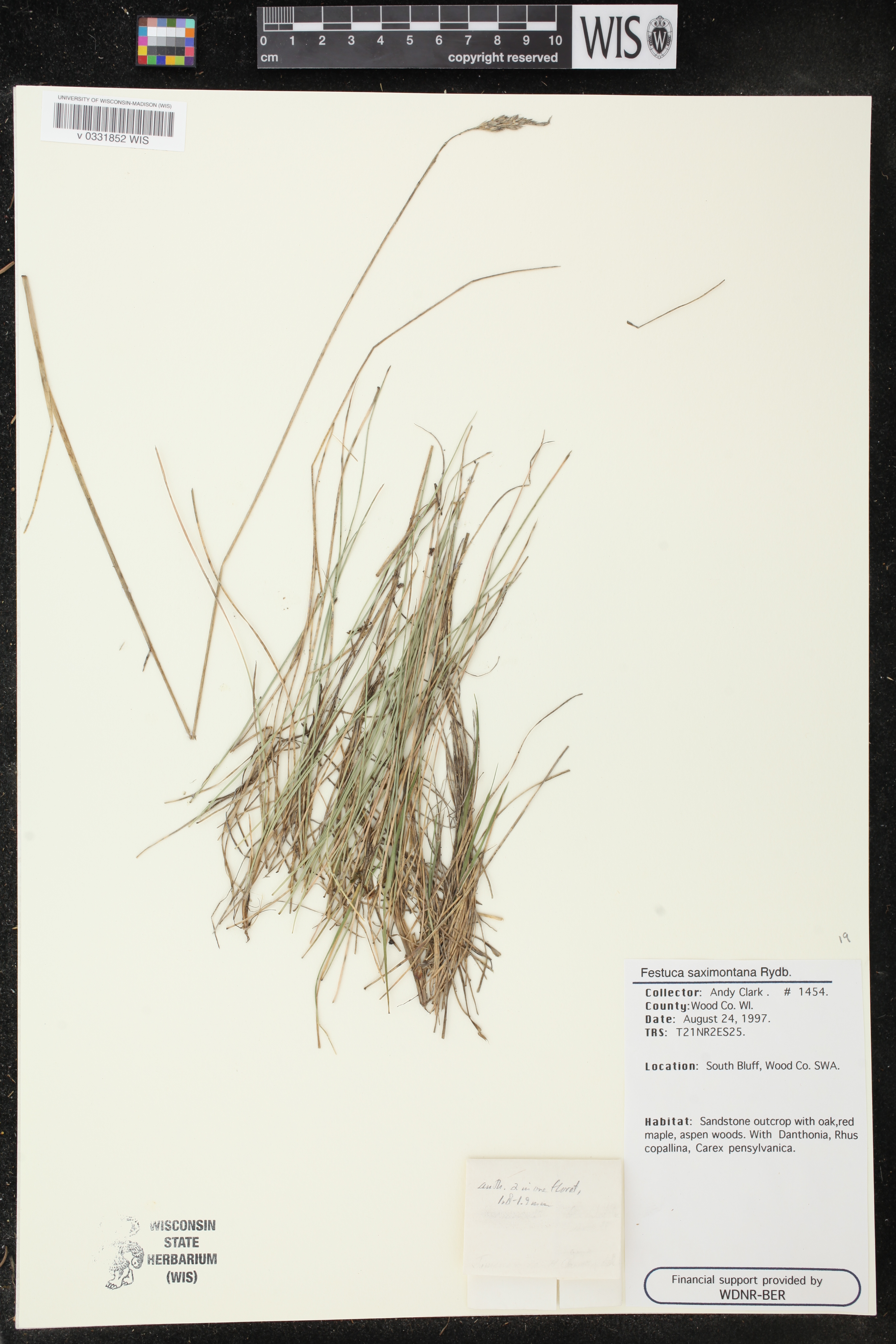 Festuca saximontana image