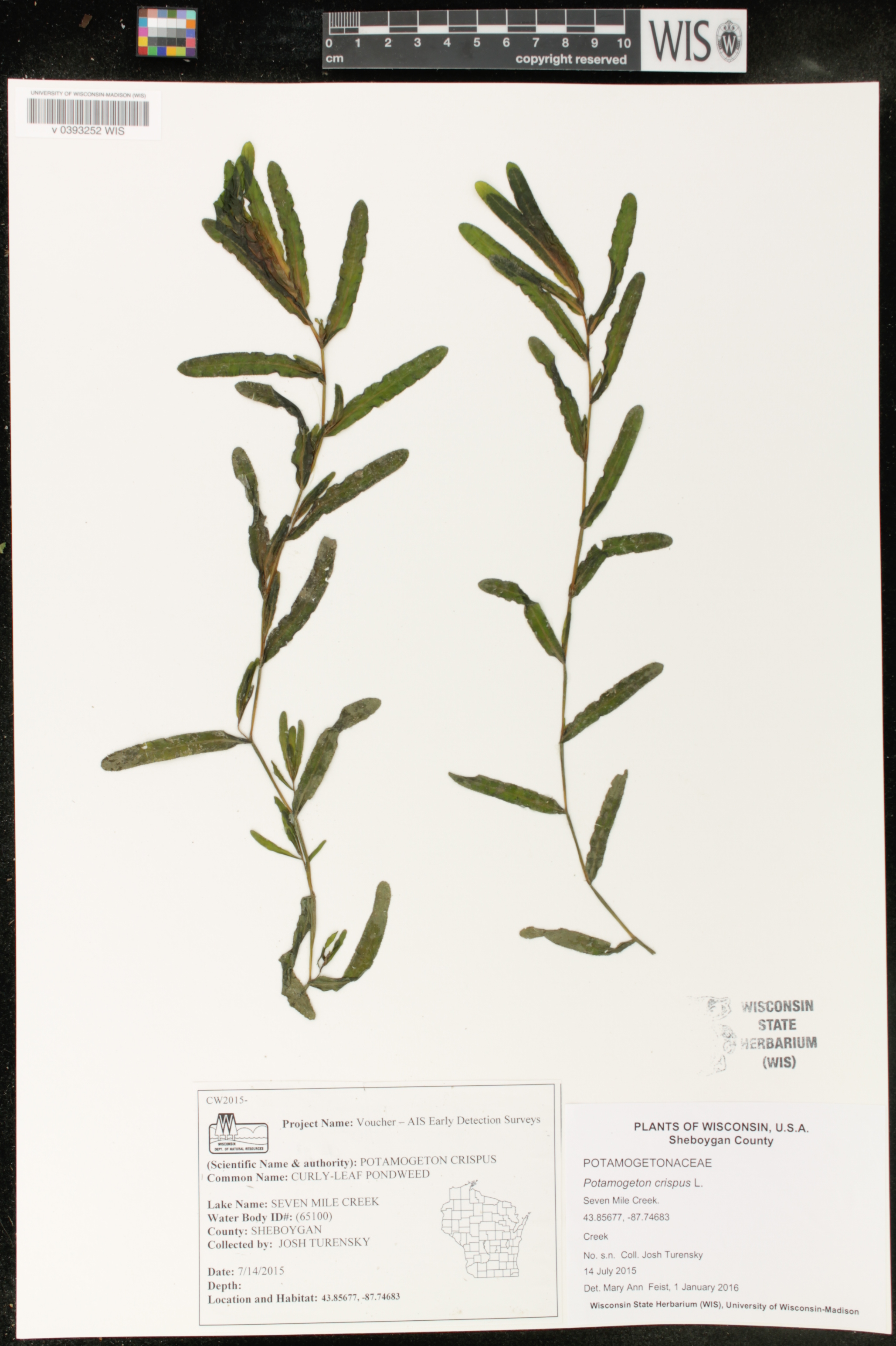 Potamogeton crispus image