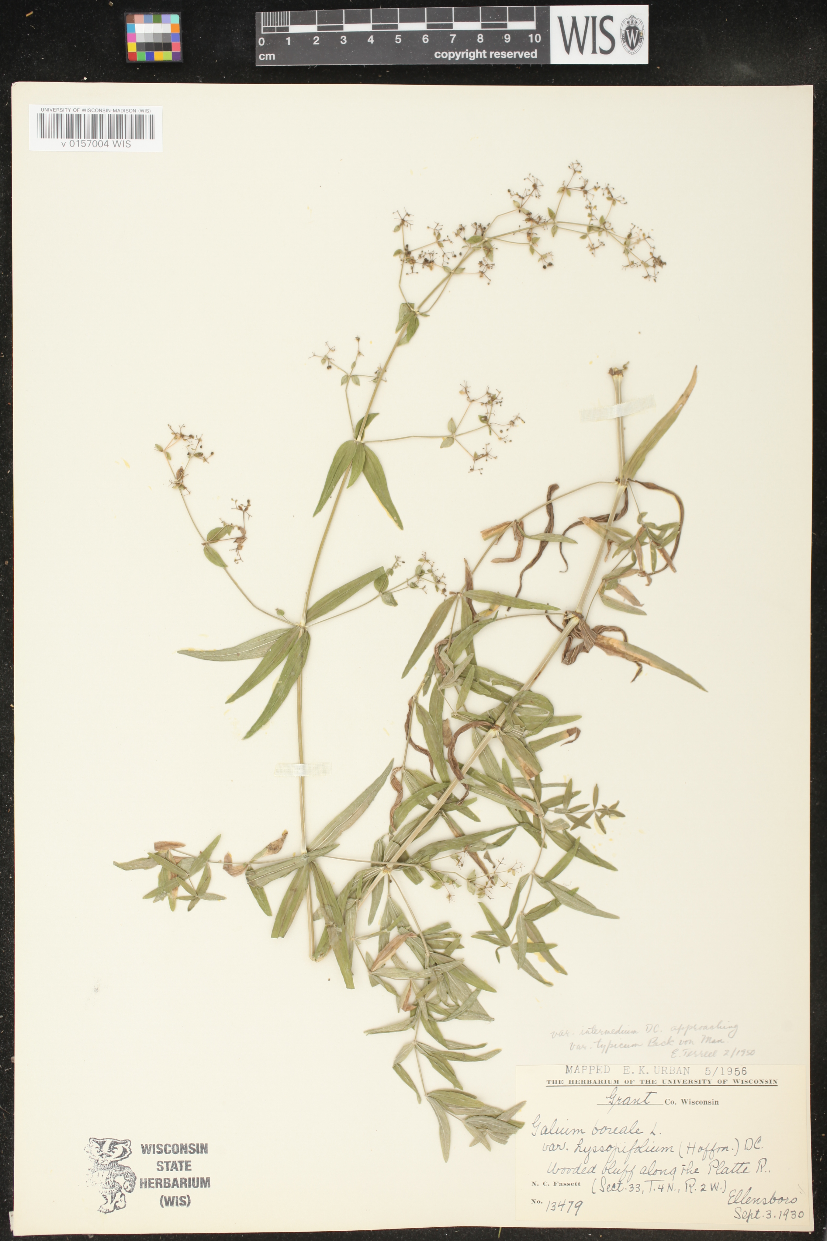 Galium boreale image