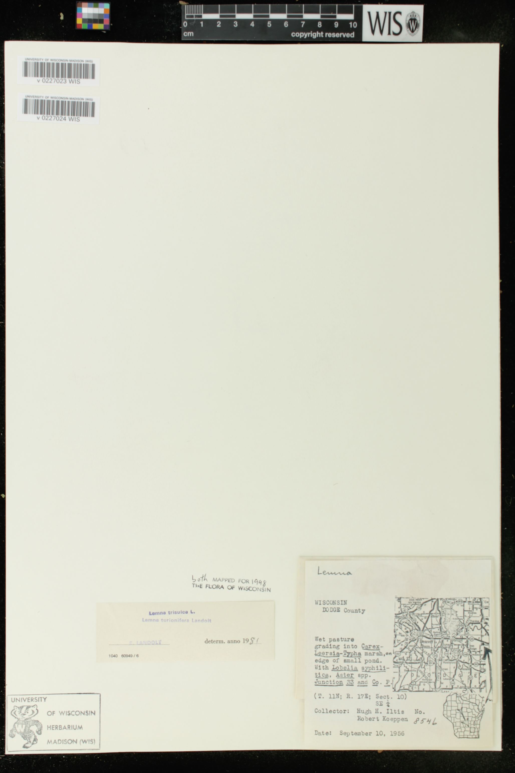 Lemna trisulca image