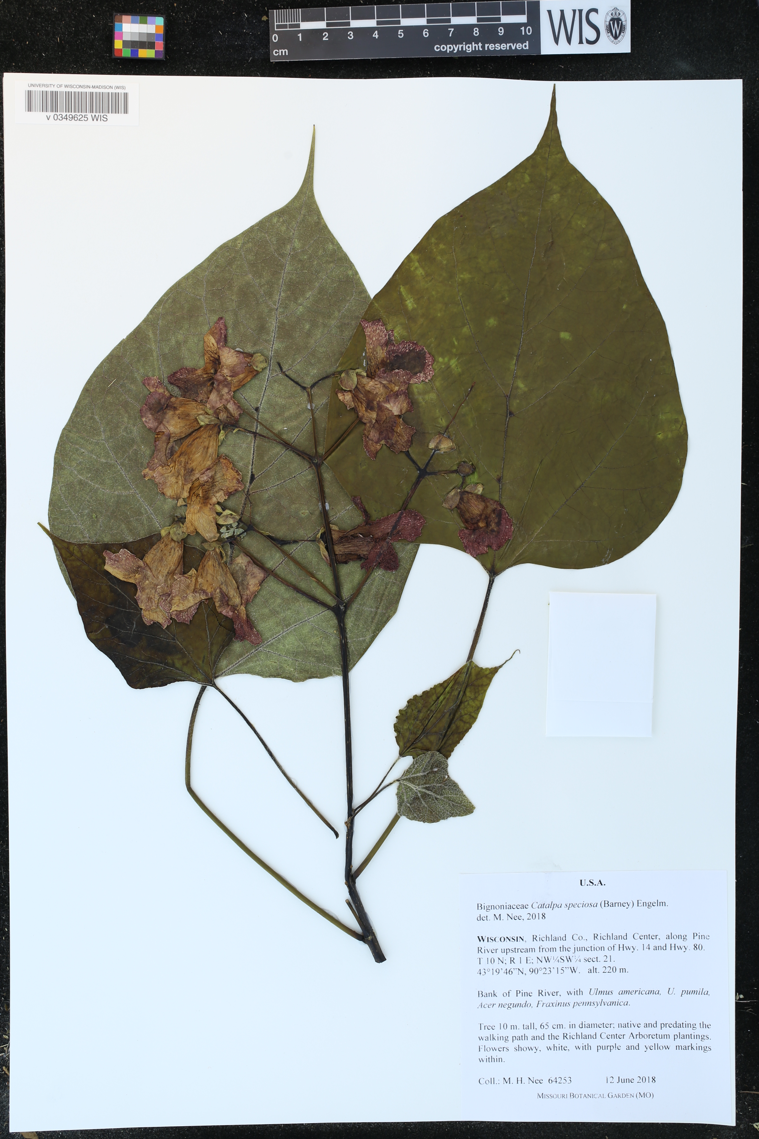 Catalpa speciosa image