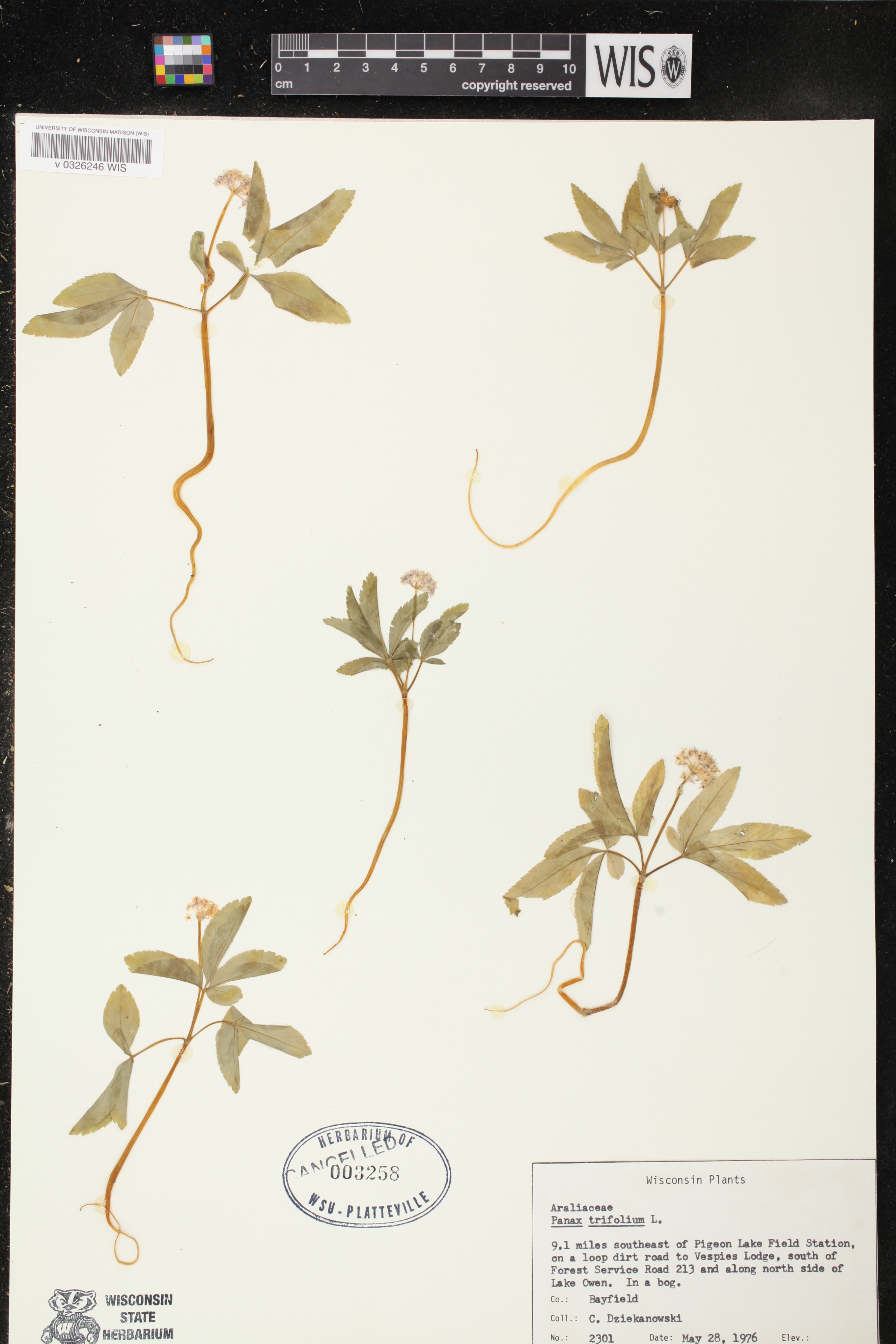 Panax trifolius image