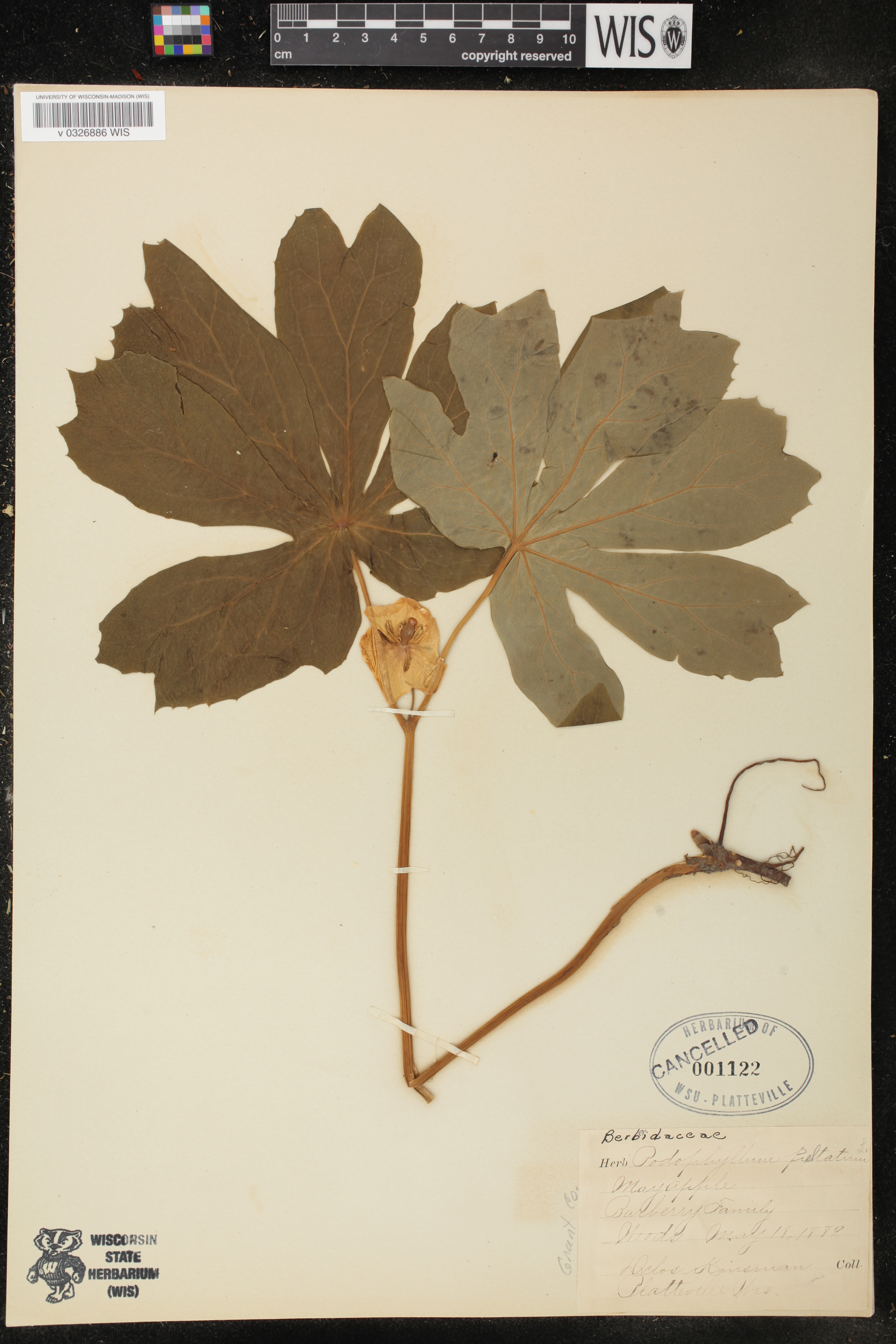 Podophyllum peltatum image