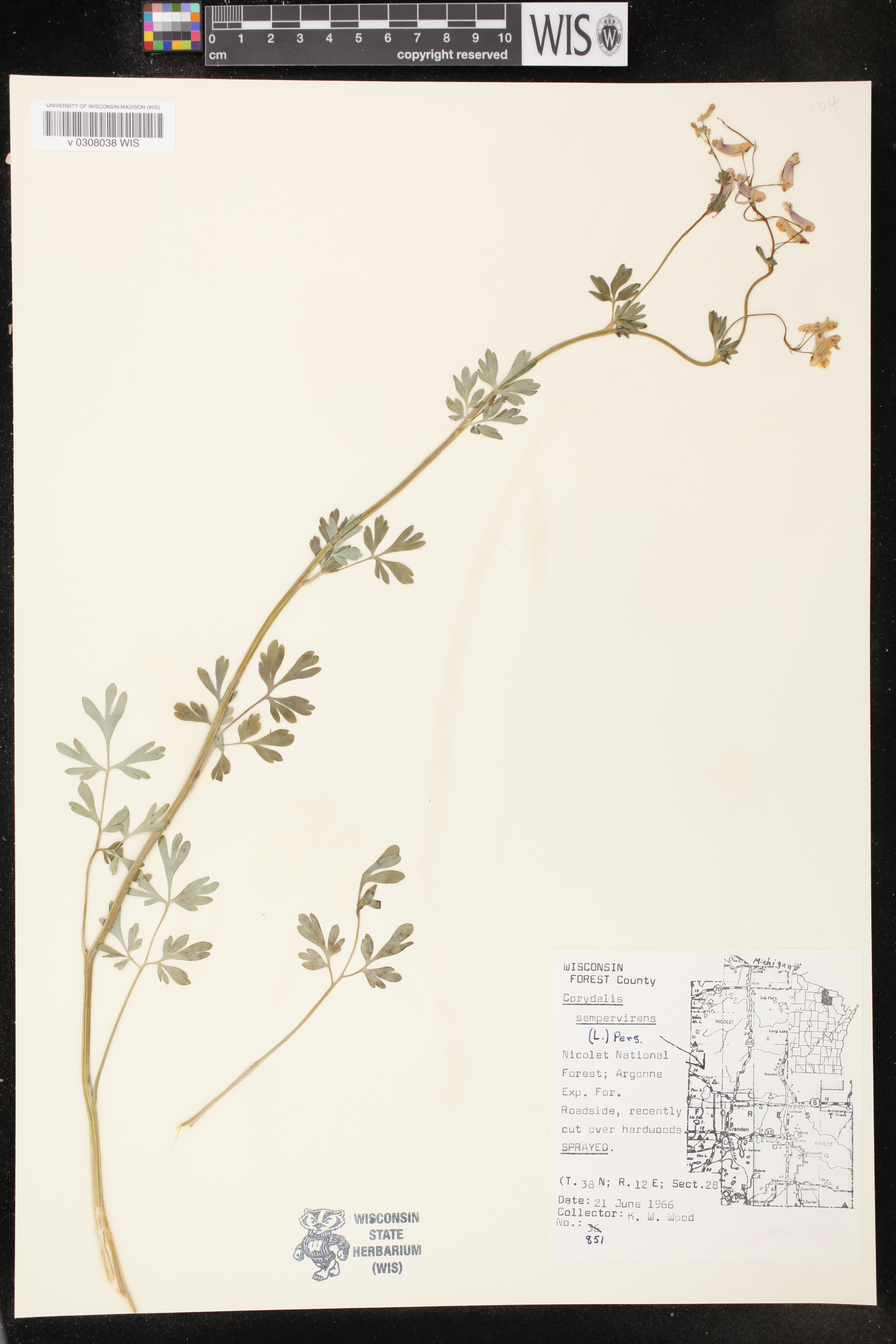 Capnoides sempervirens image