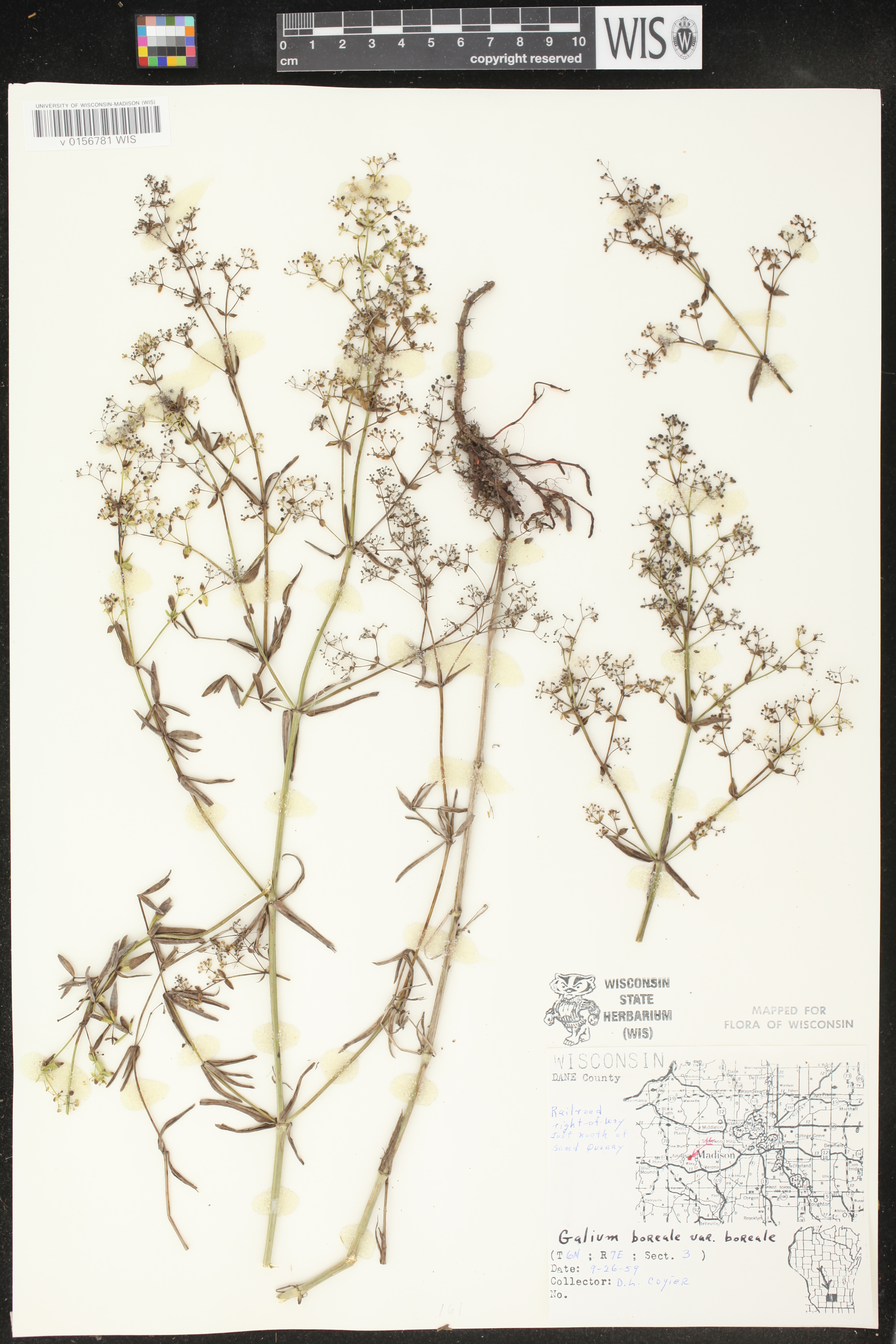 Galium boreale image