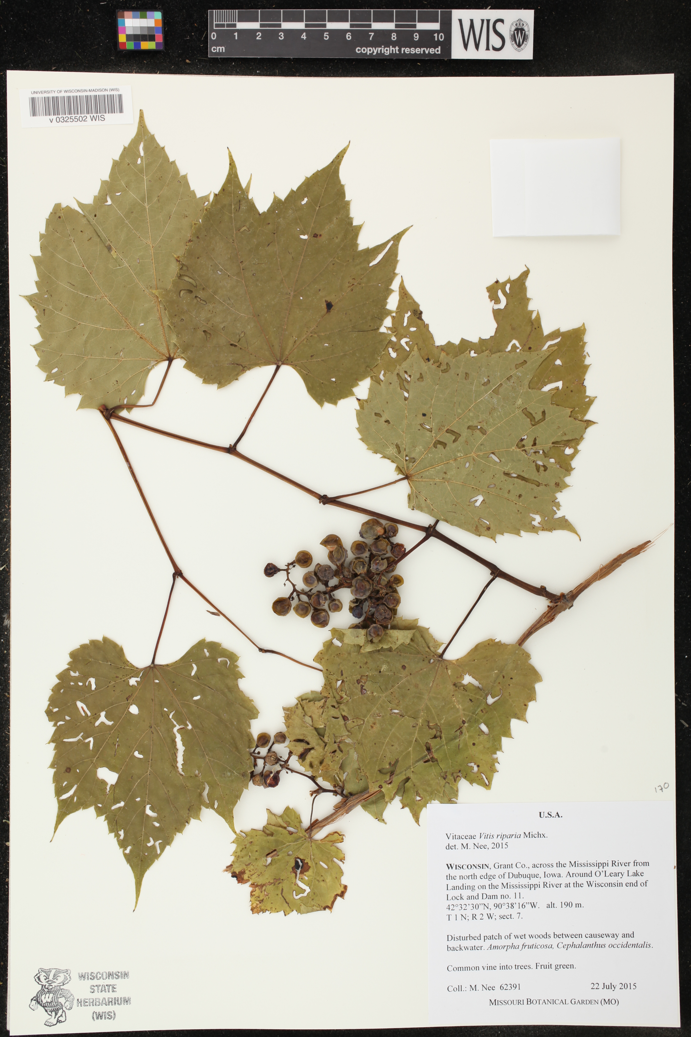 Vitis riparia image