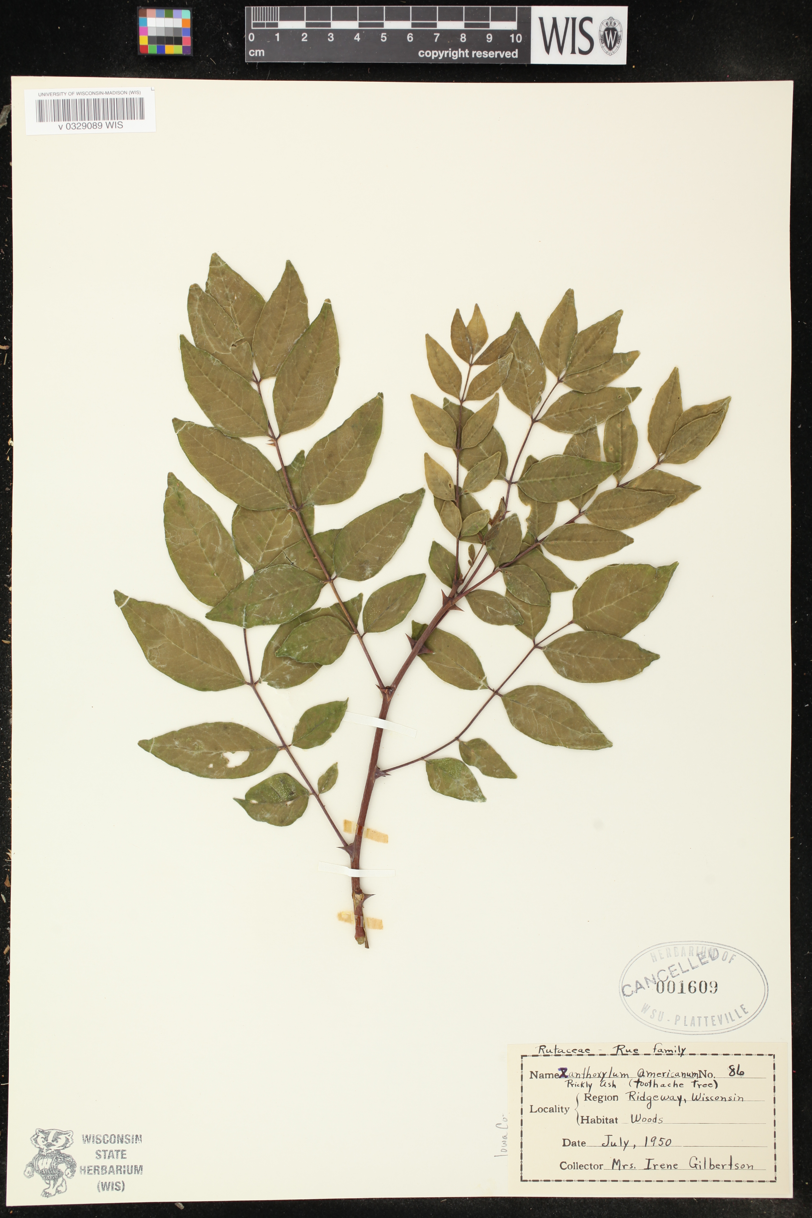 Zanthoxylum americanum image