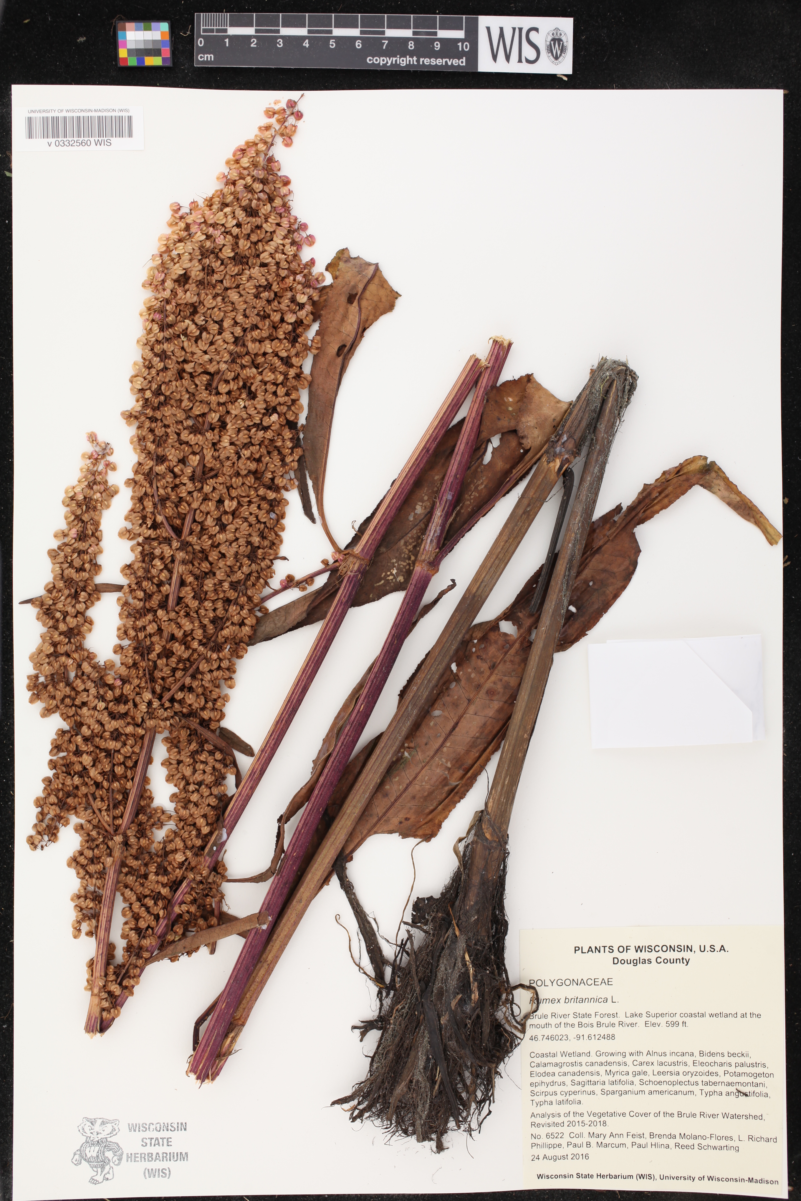 Rumex britannica image