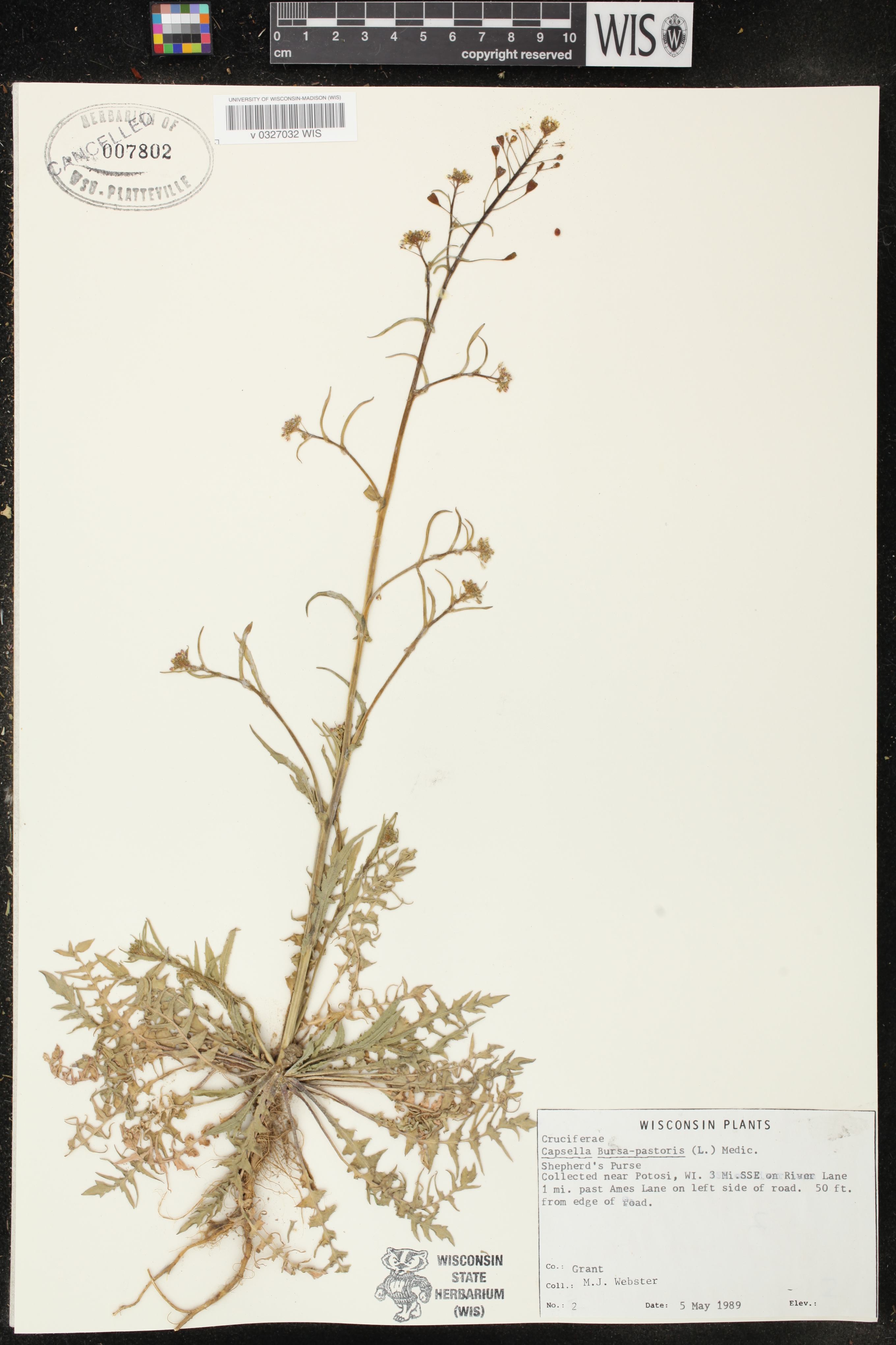 Capsella bursa-pastoris image