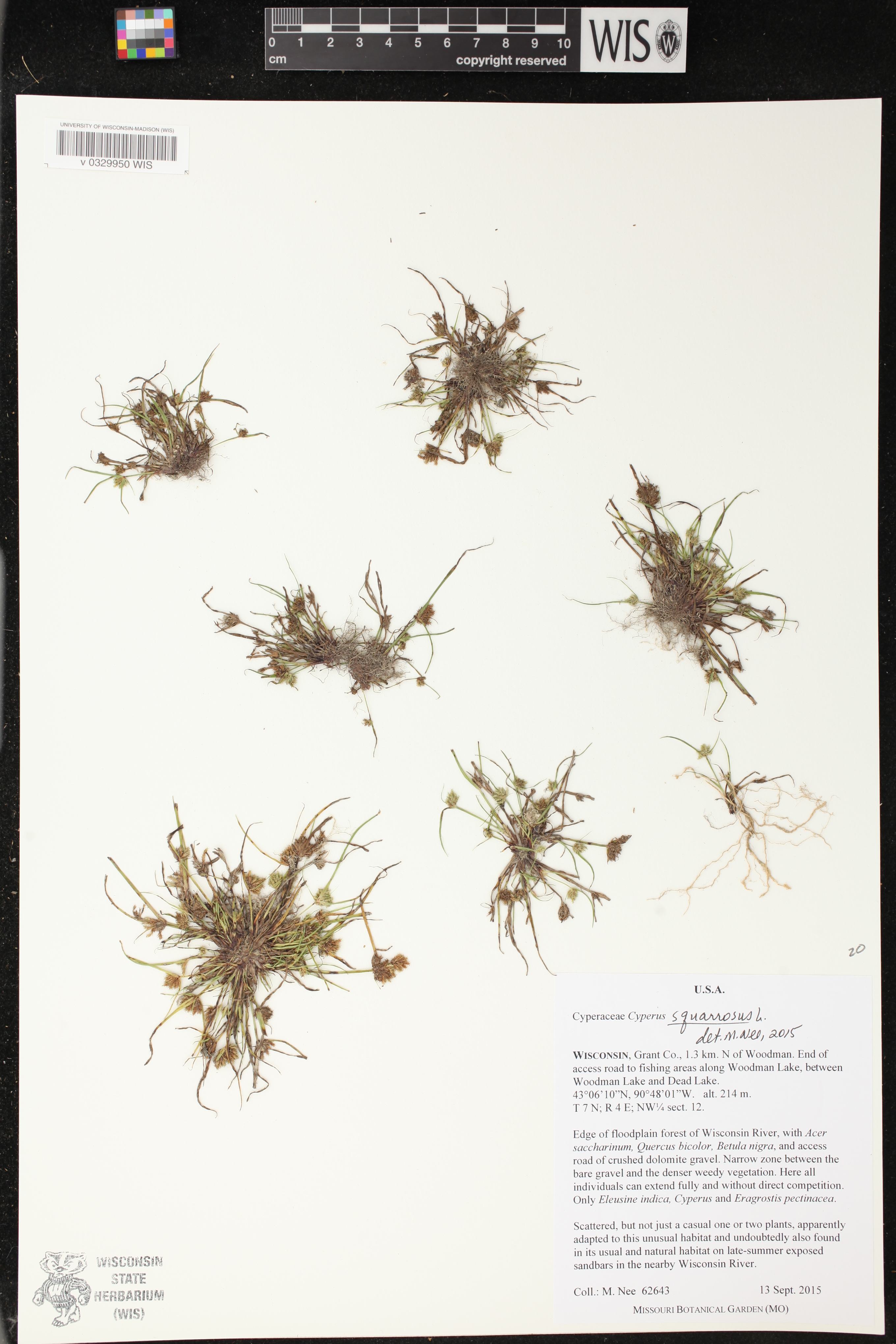 Cyperus squarrosus image