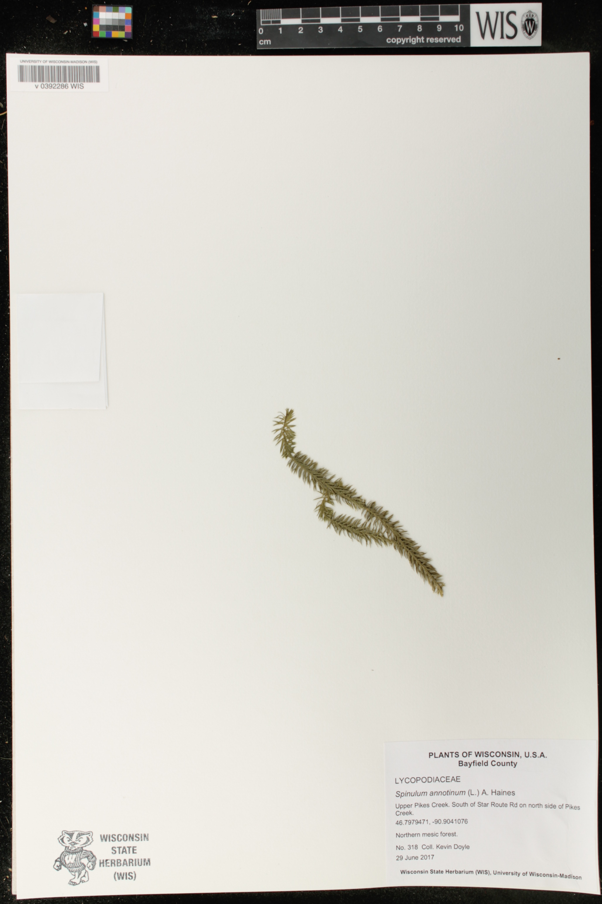Spinulum annotinum image