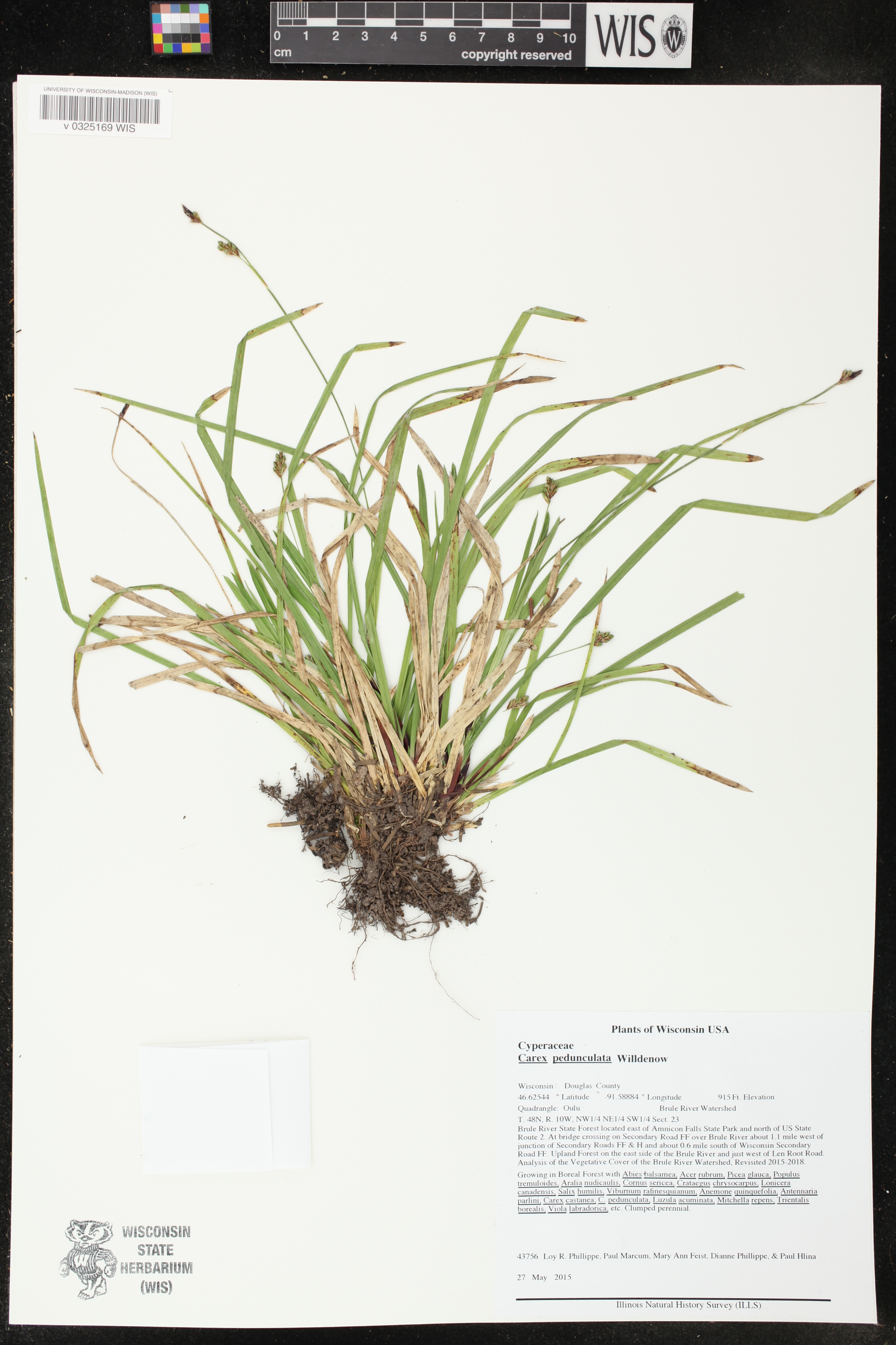 Carex pedunculata image