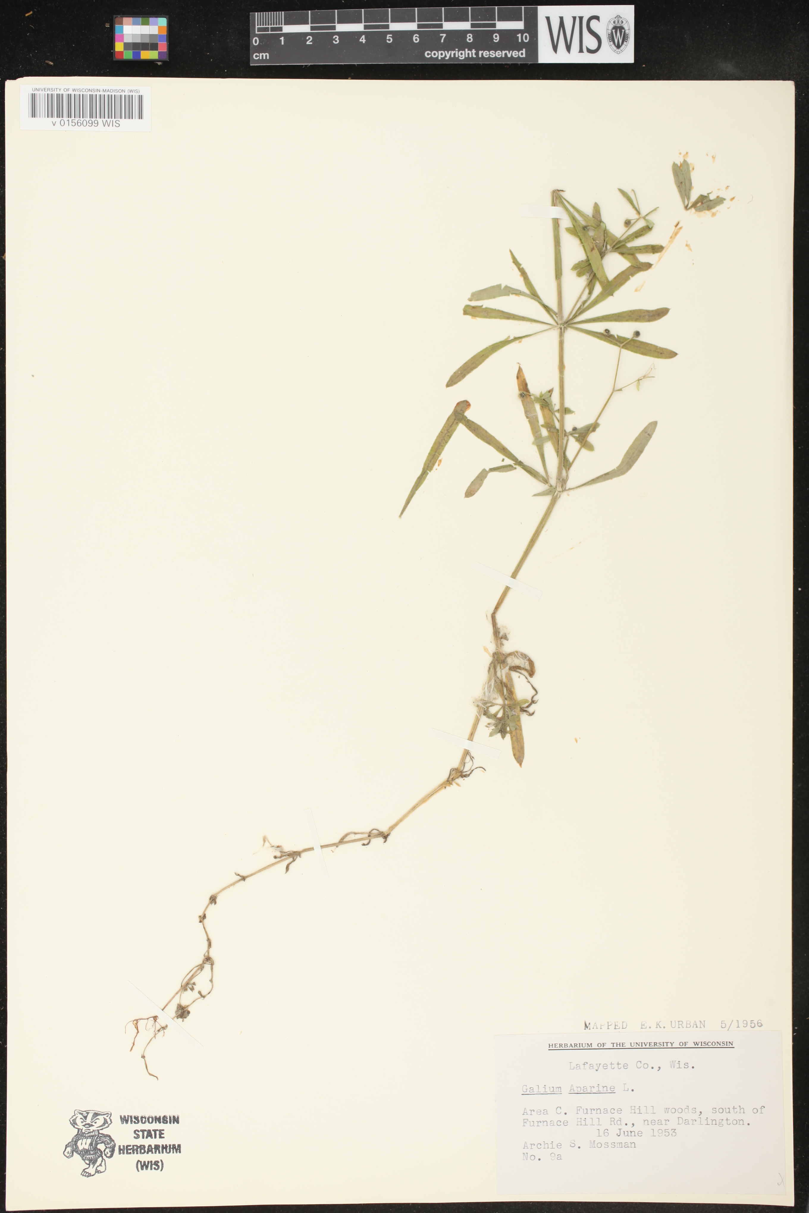 Galium aparine image