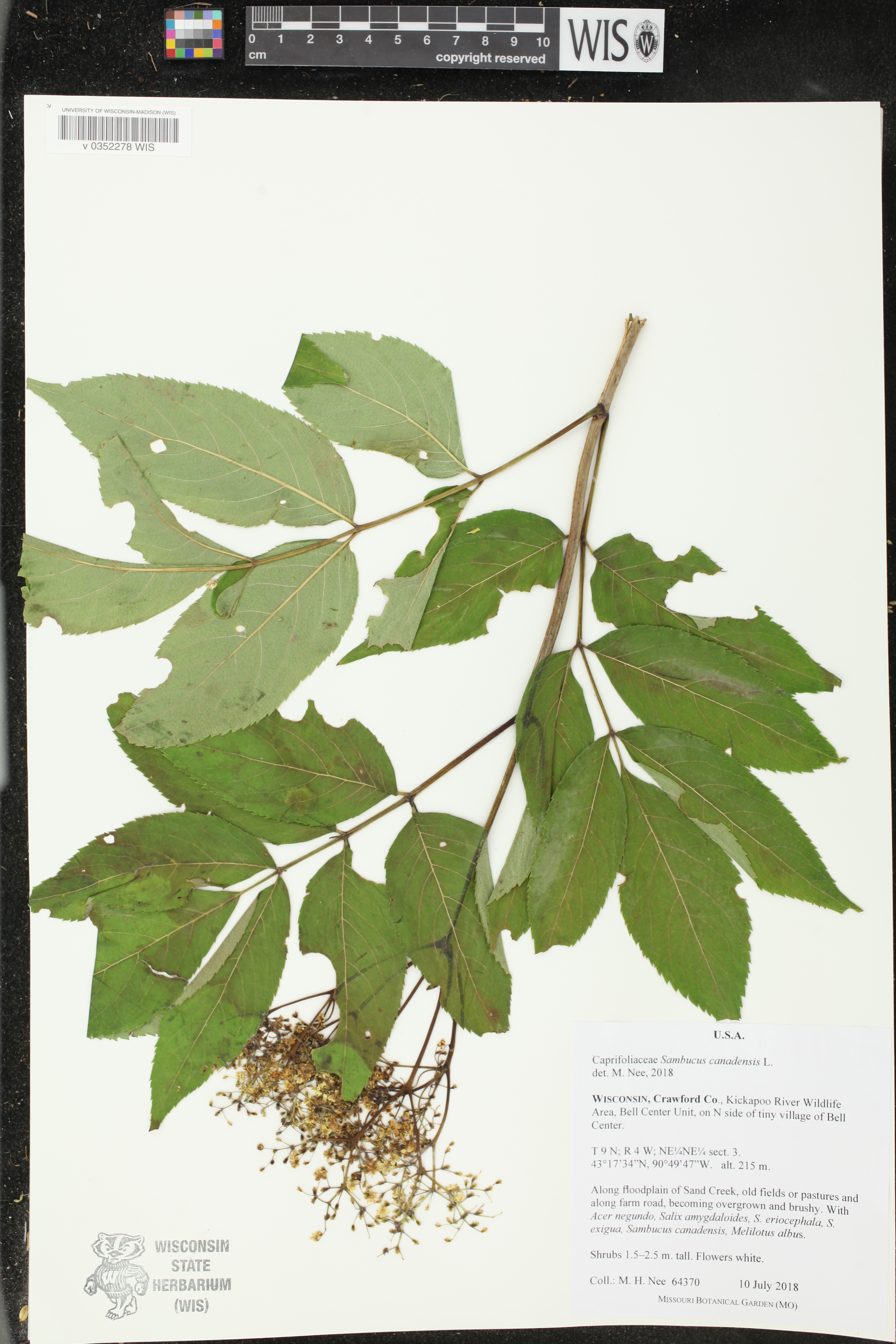 Sambucus canadensis image