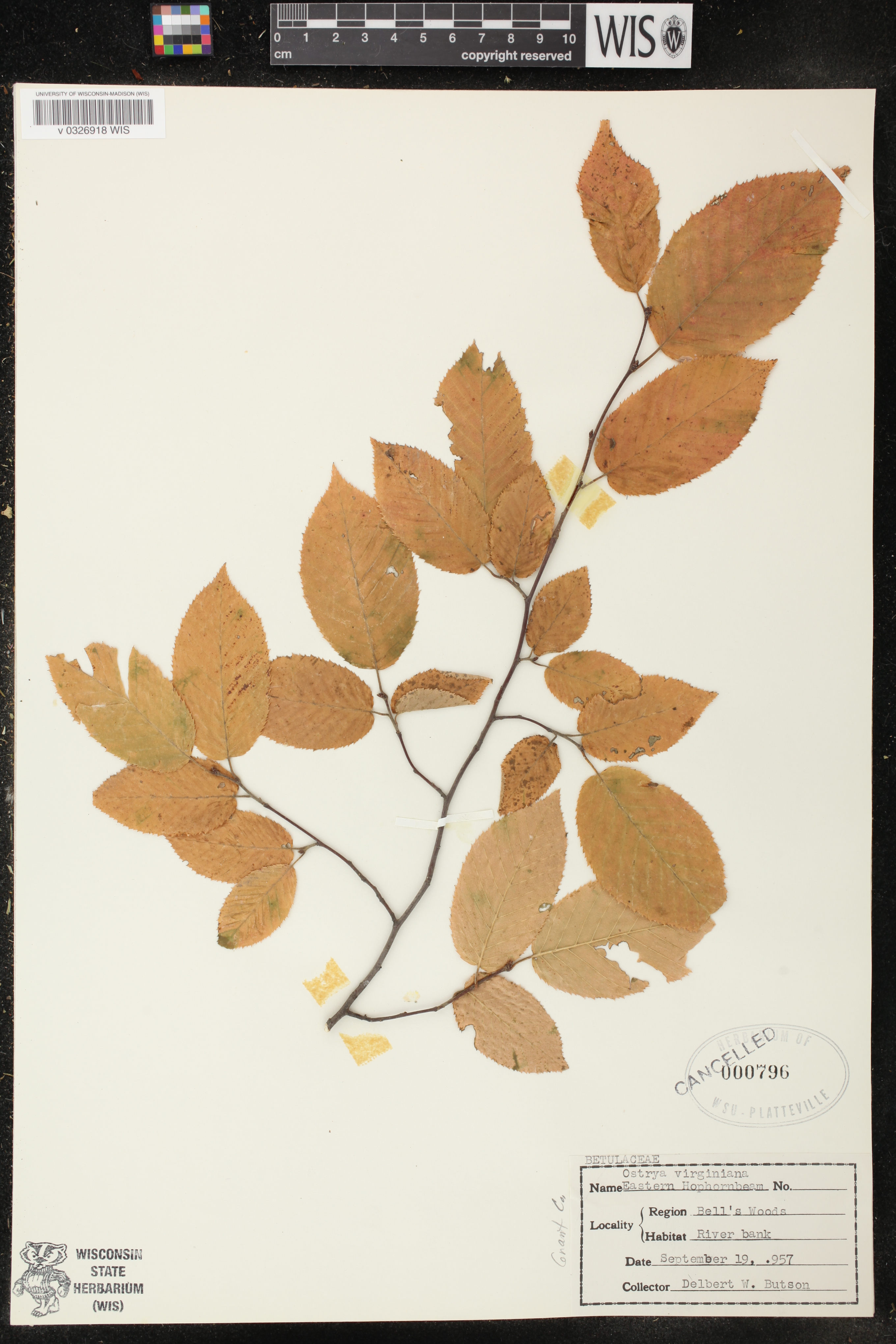 Ostrya virginiana image