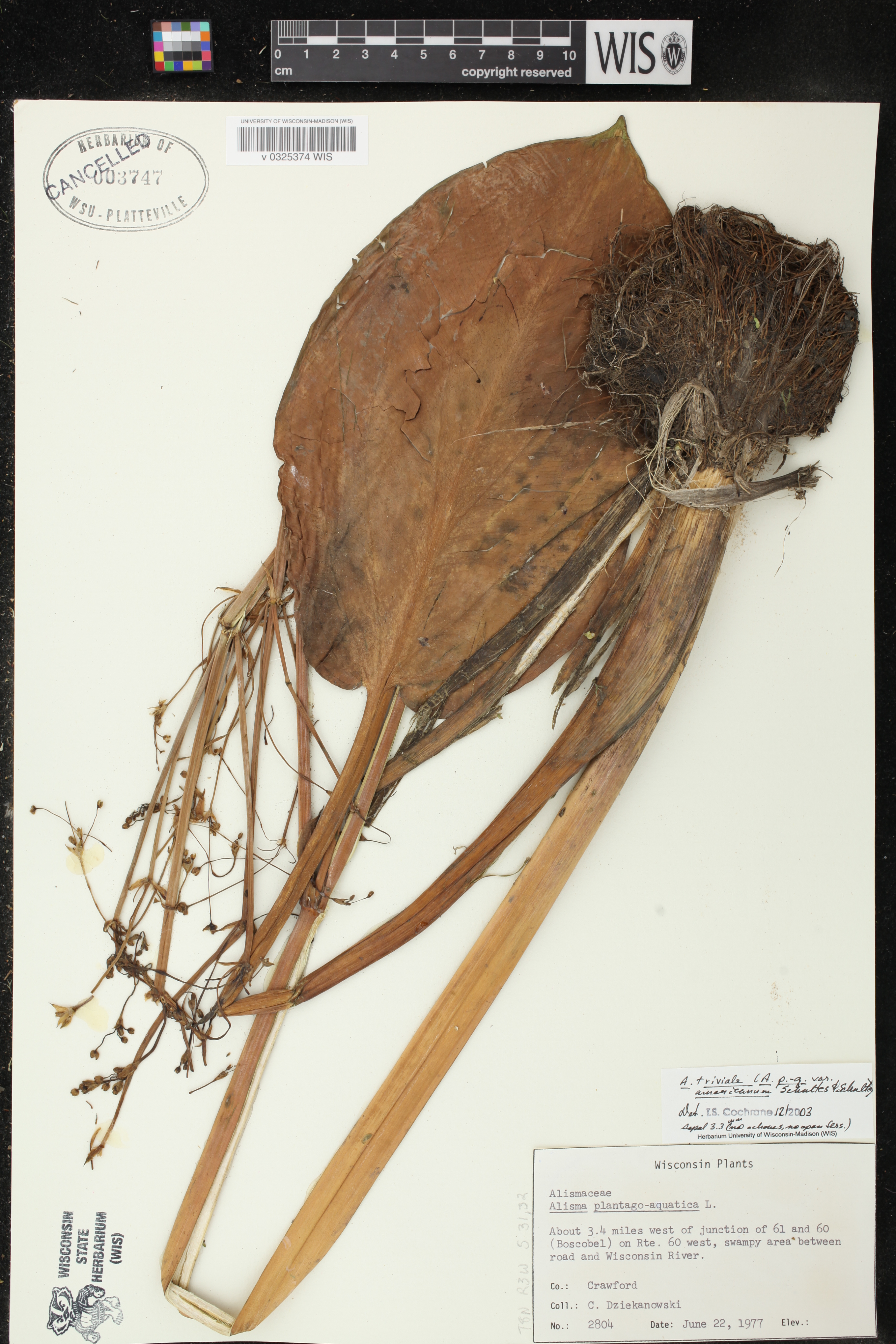 Alisma triviale image