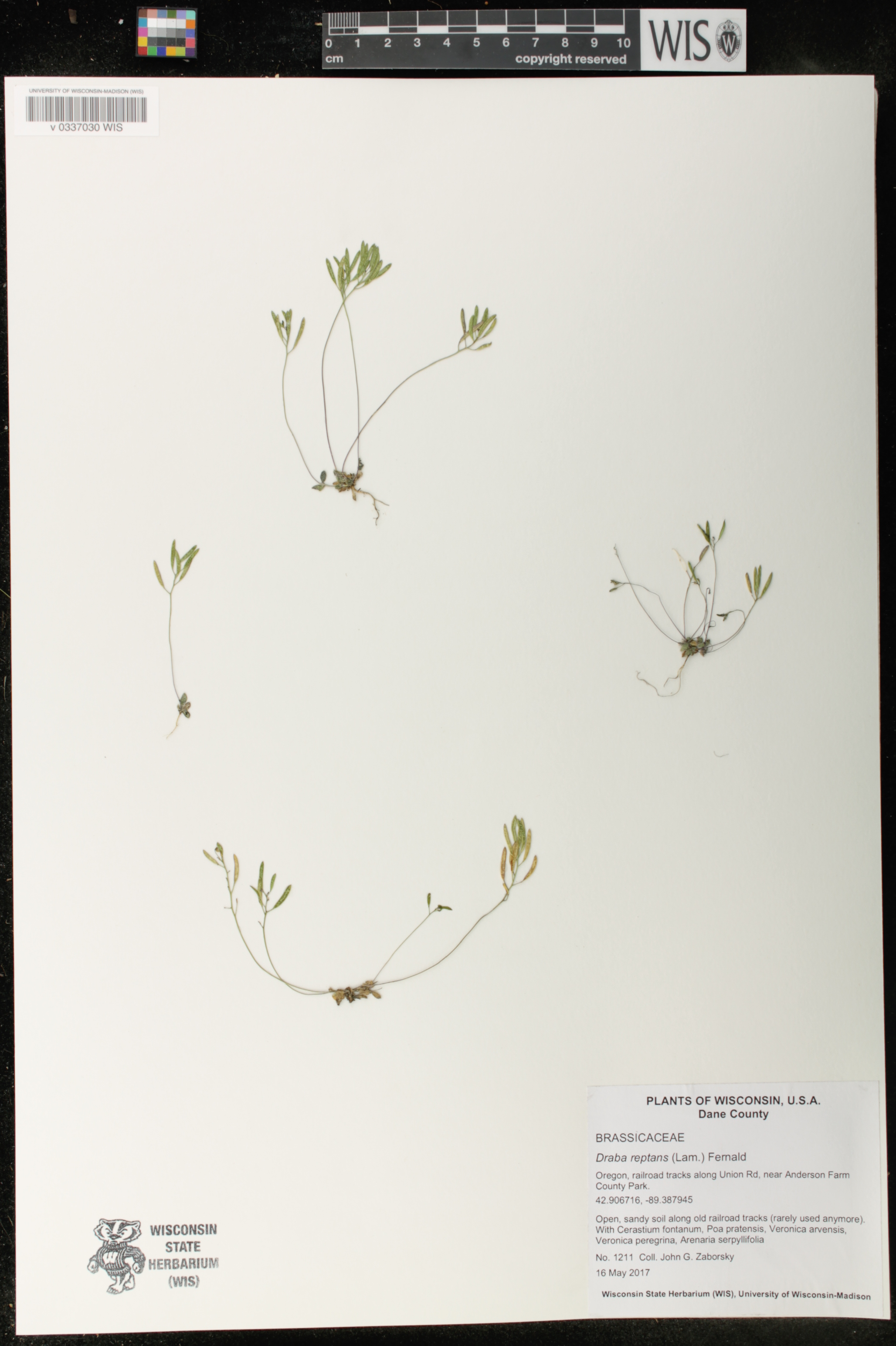 Draba reptans image