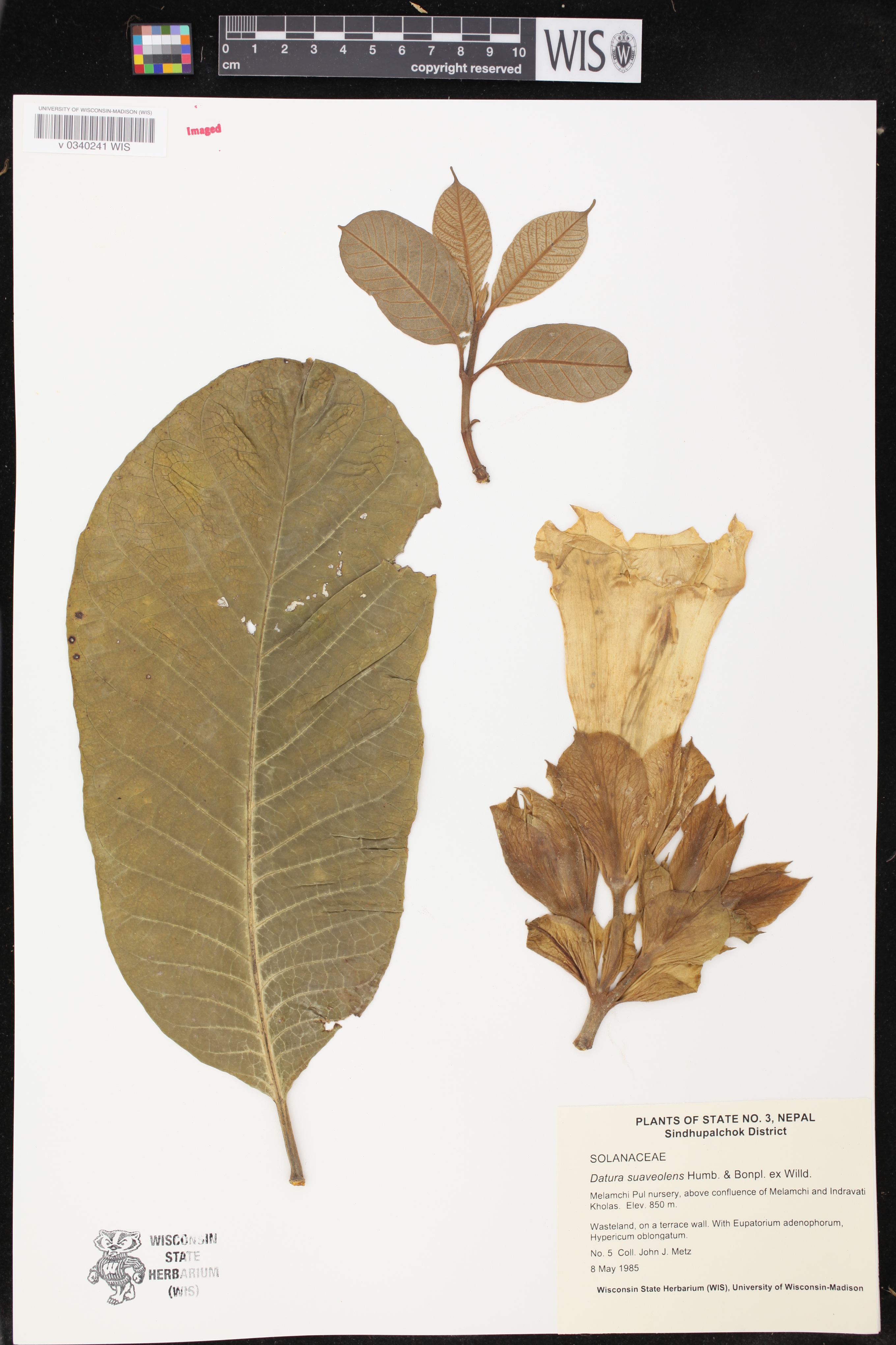 Datura suaveolens image