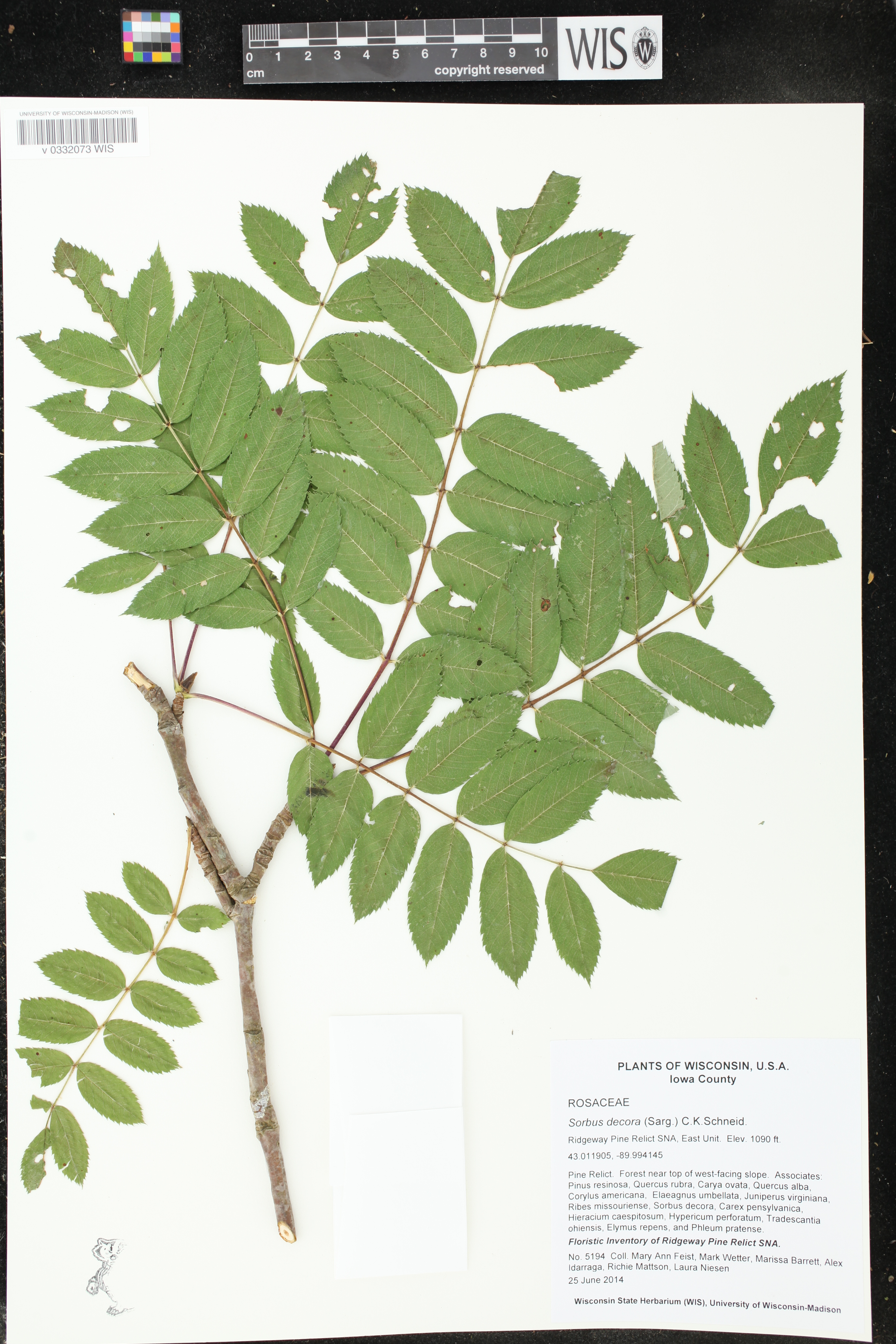 Sorbus decora image