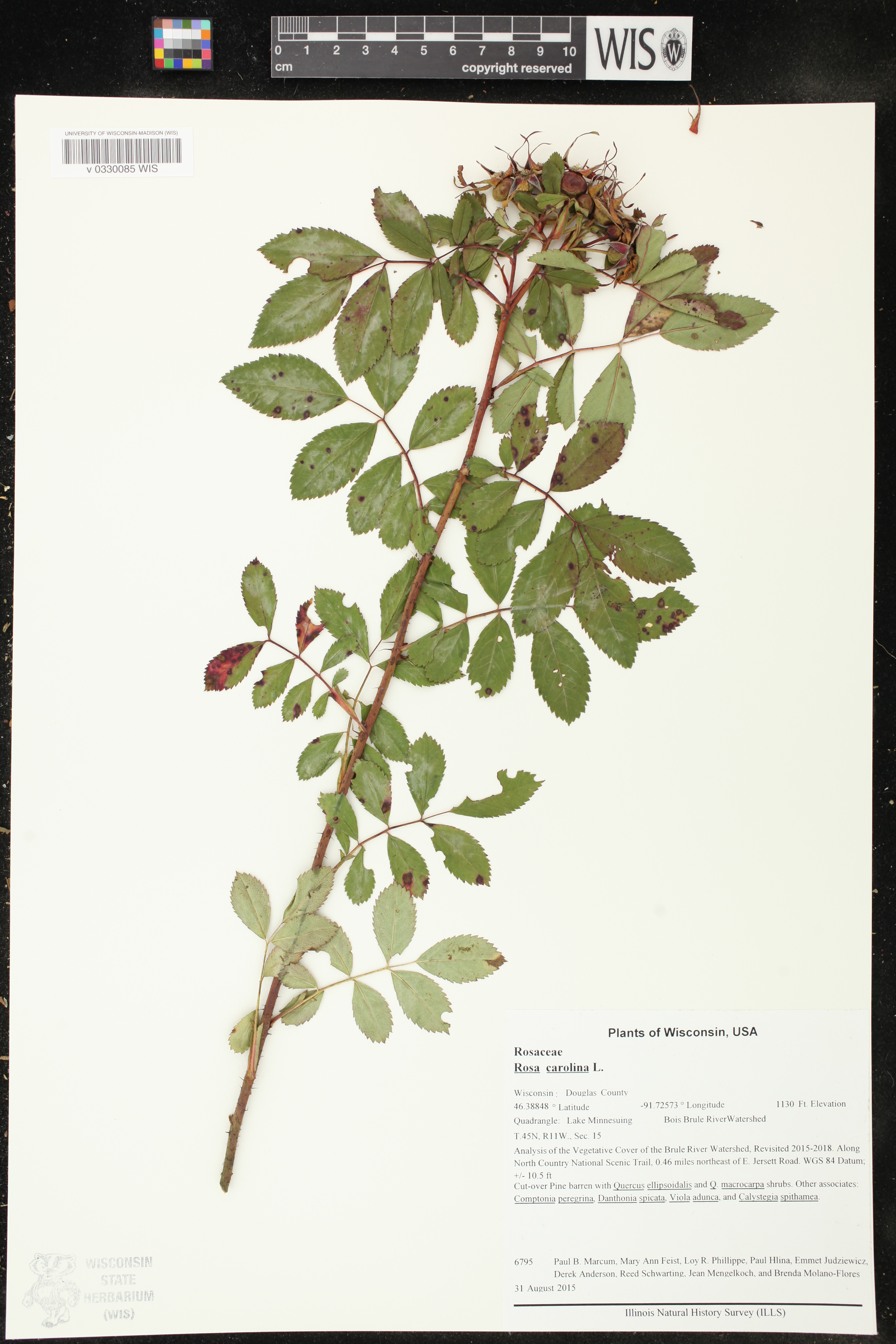 Rosa carolina image