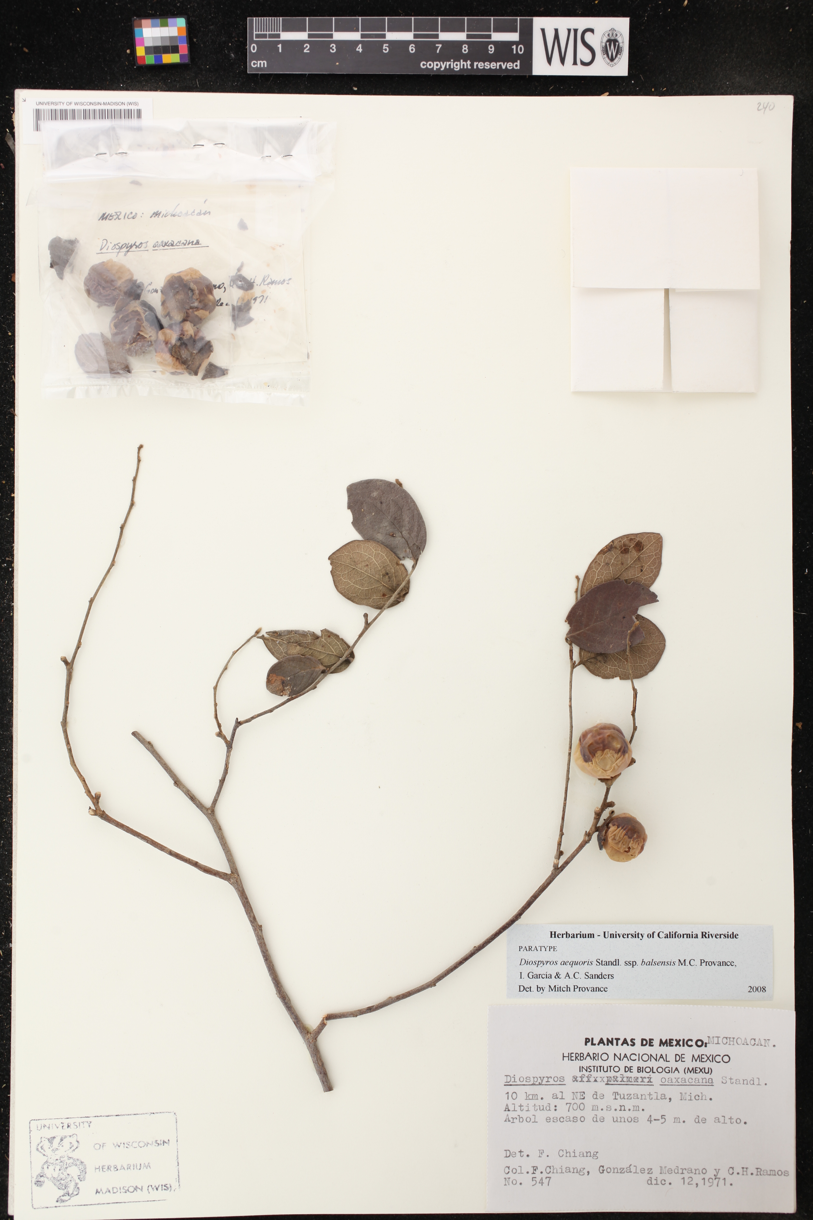 Diospyros aequoris image