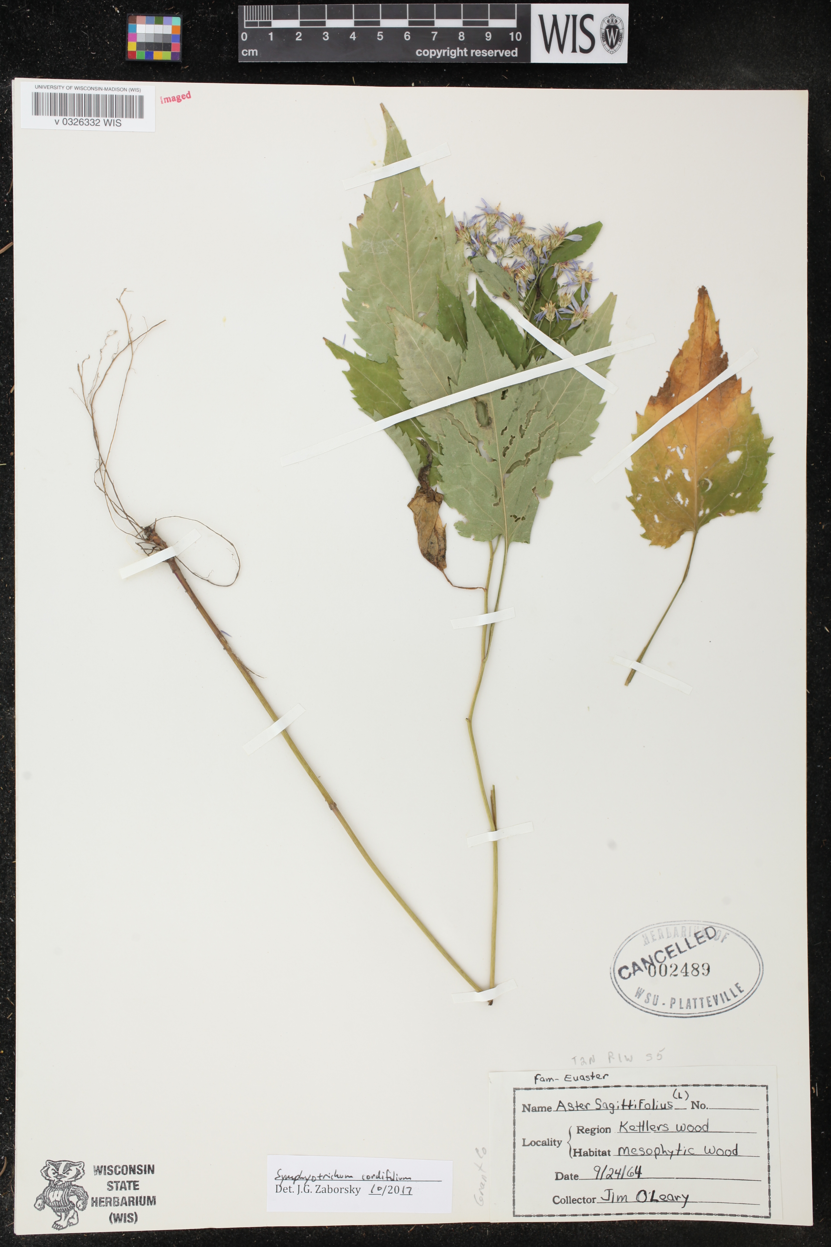 Symphyotrichum cordifolium image