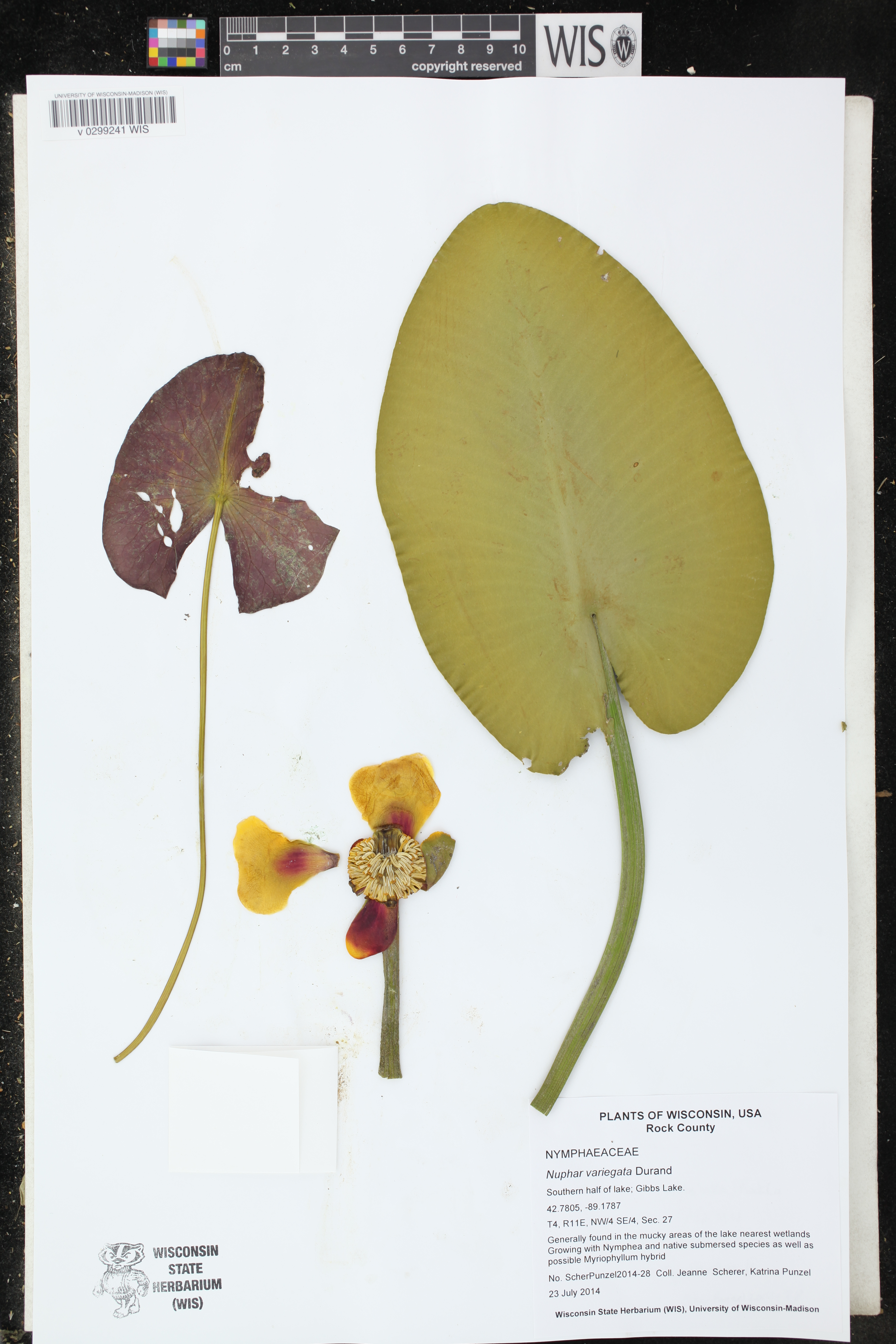 Nuphar variegata image