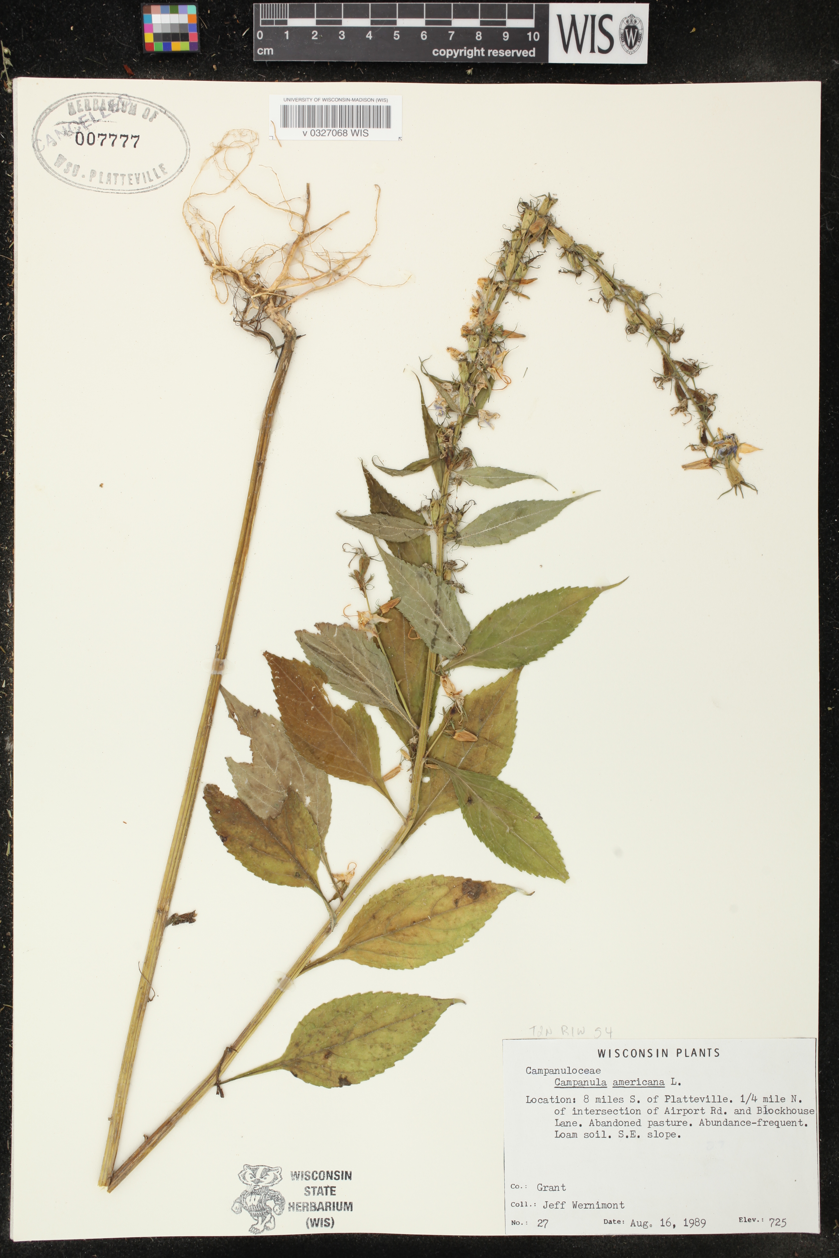 Campanulastrum americanum image