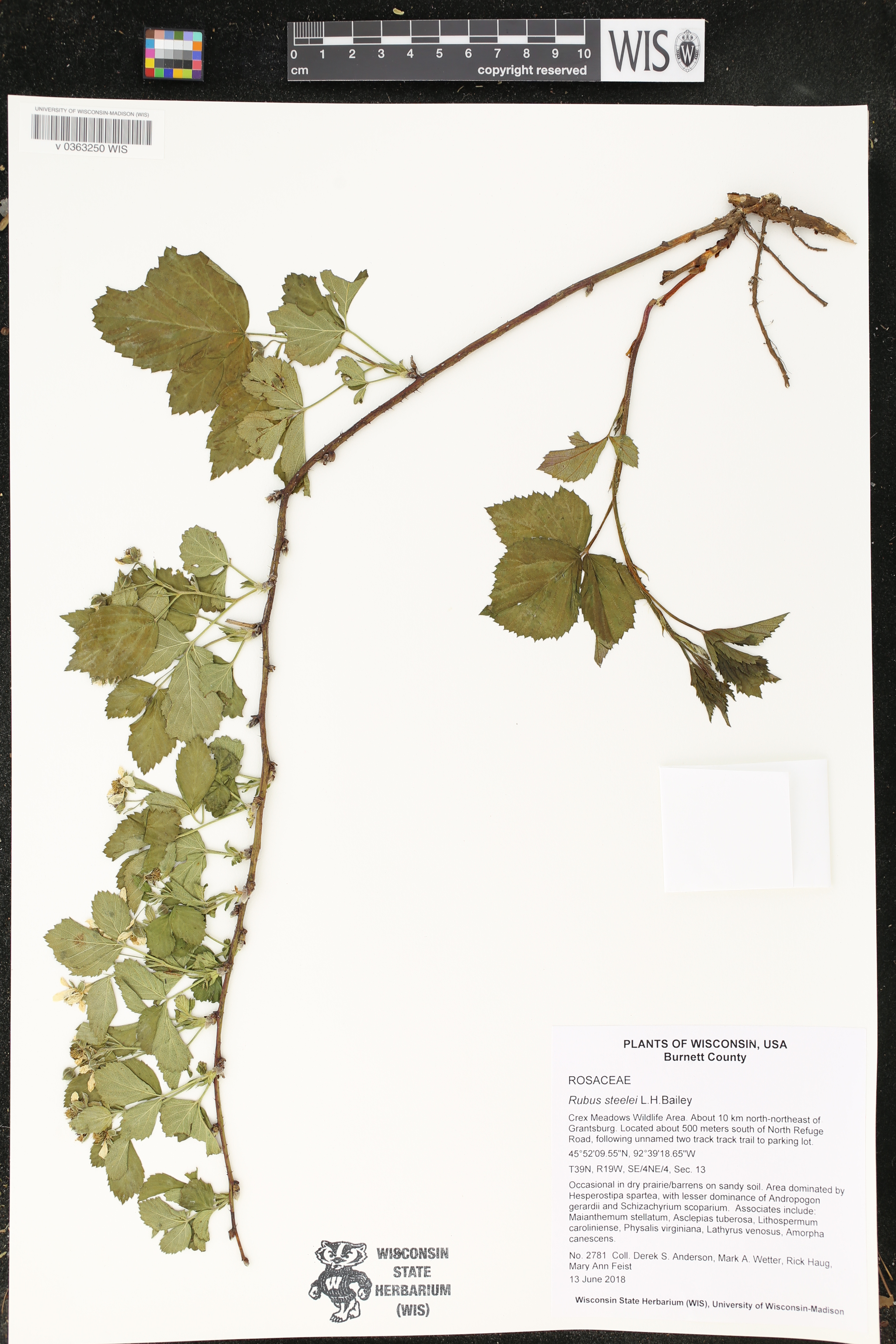 Rubus steelei image