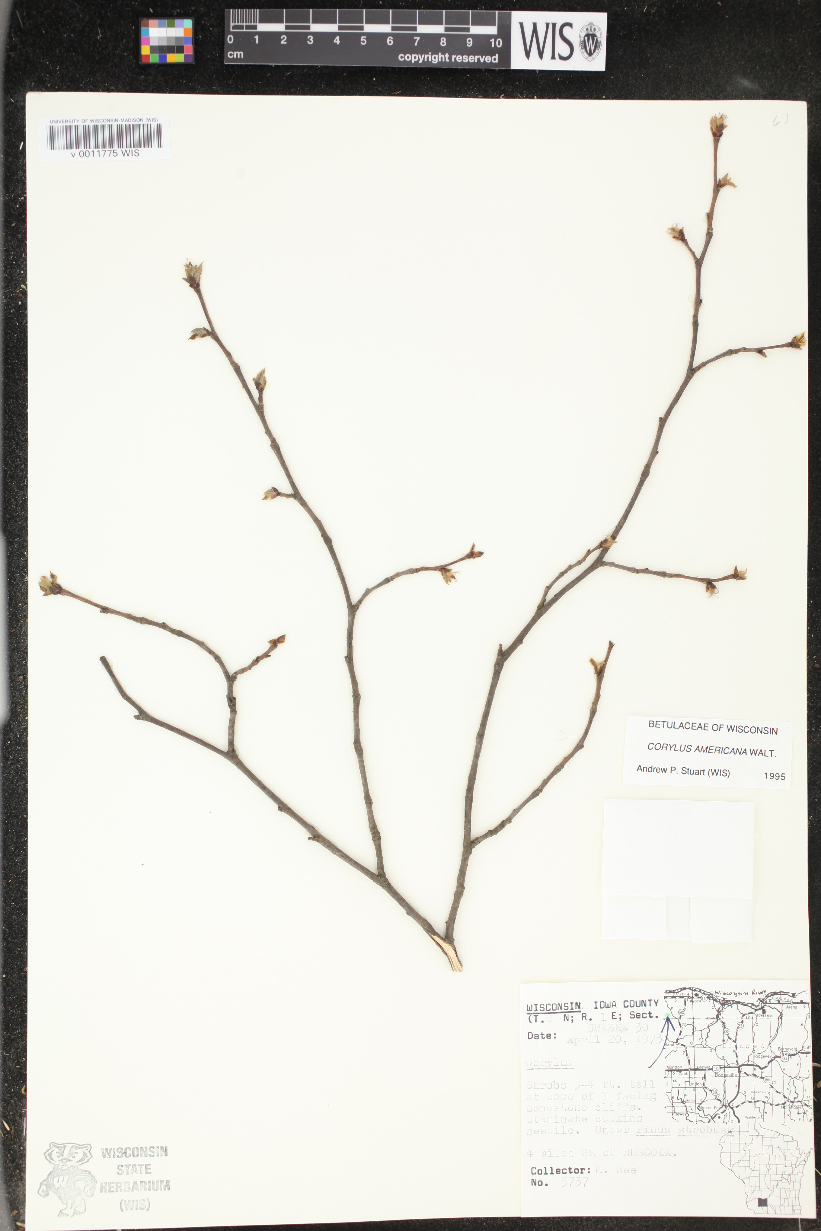 Corylus americana image